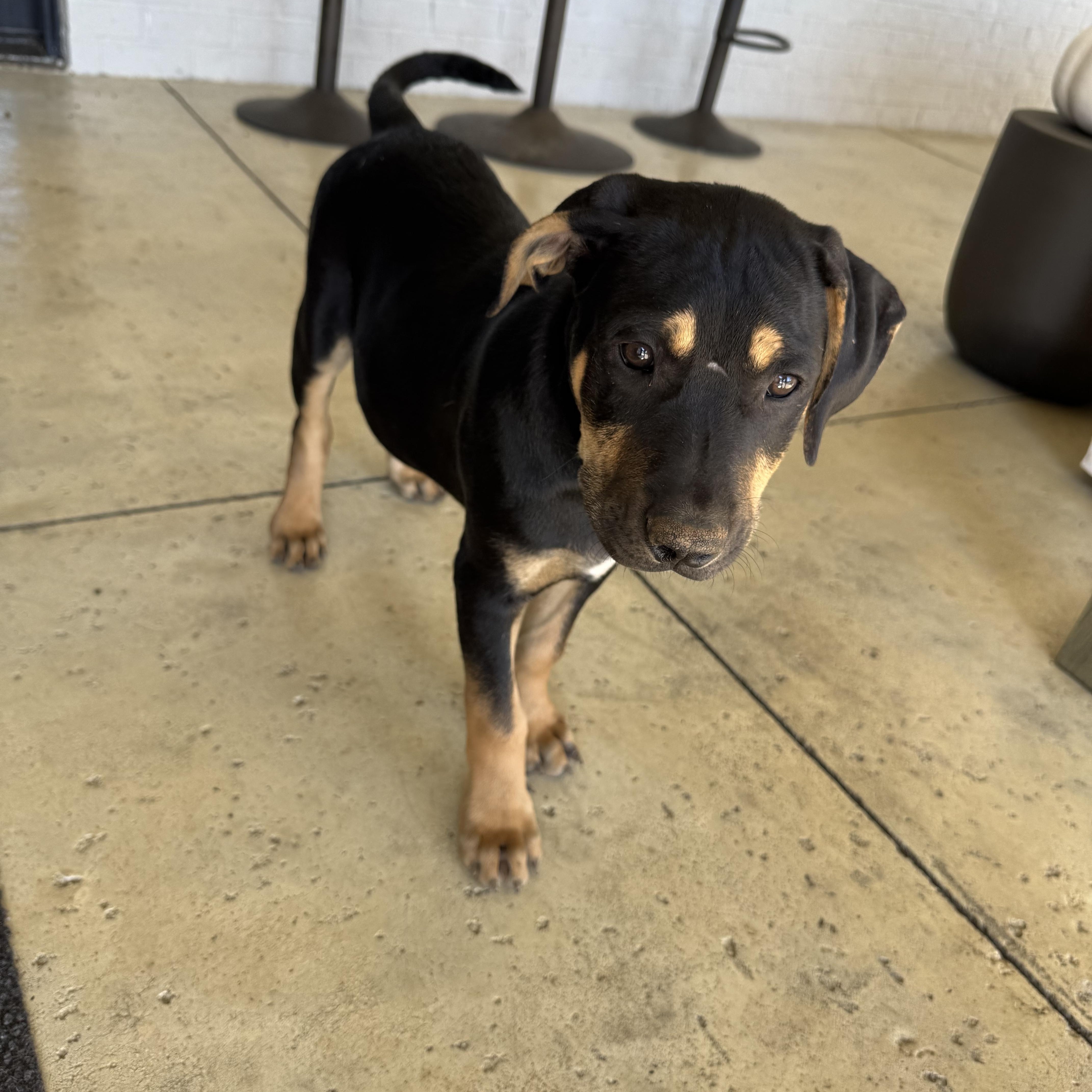 Mizzou aka Tank , an adoptable mixed breed in Mount Juliet, TN image 2/6