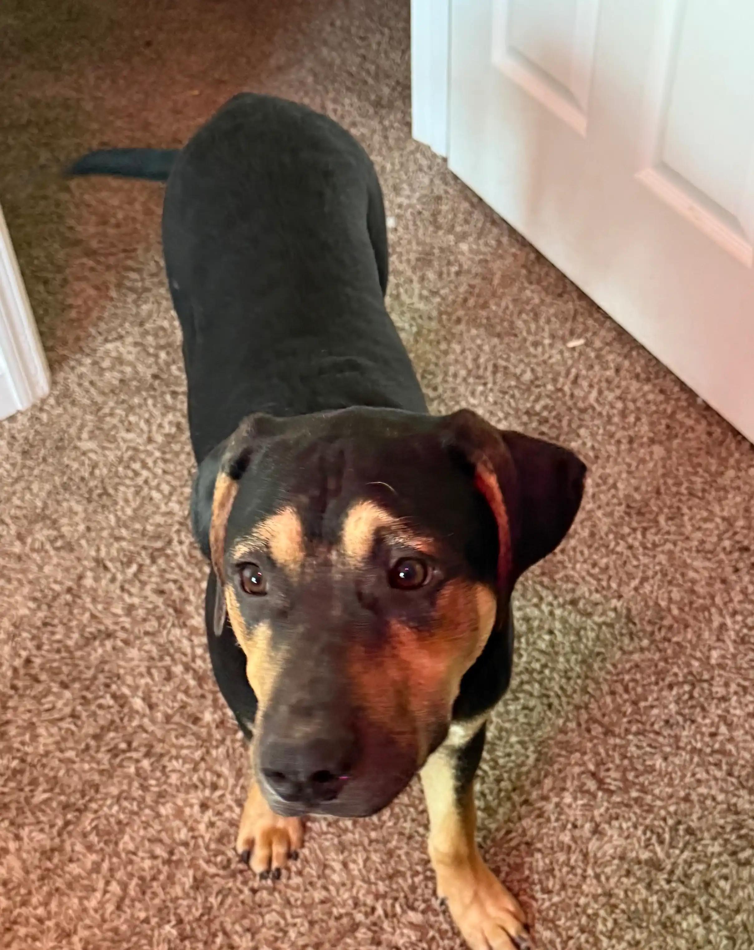 Enlarge Tank formerly Mizzou (Momma Auburn pup), an adoptable mixed breed in Mount Juliet, TN image 2/6