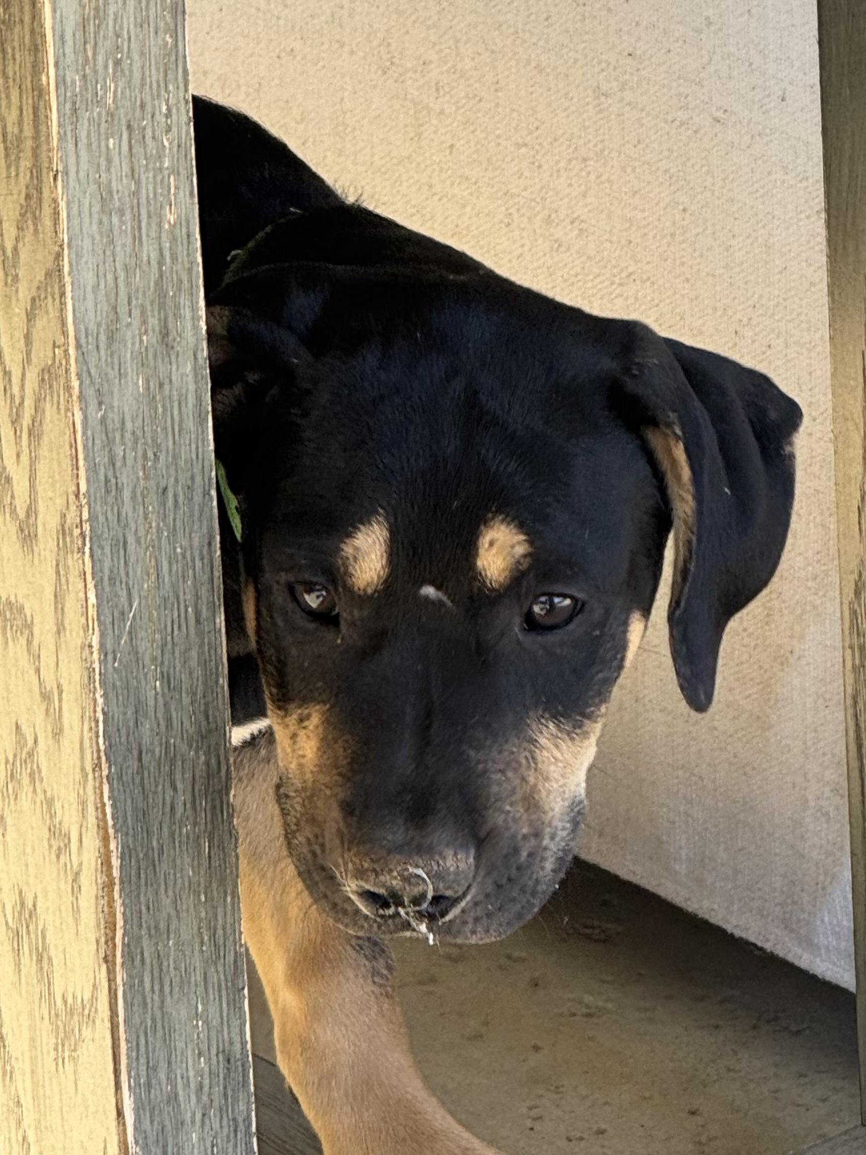 Mizzou aka Tank , an adoptable mixed breed in Mount Juliet, TN image 4/6