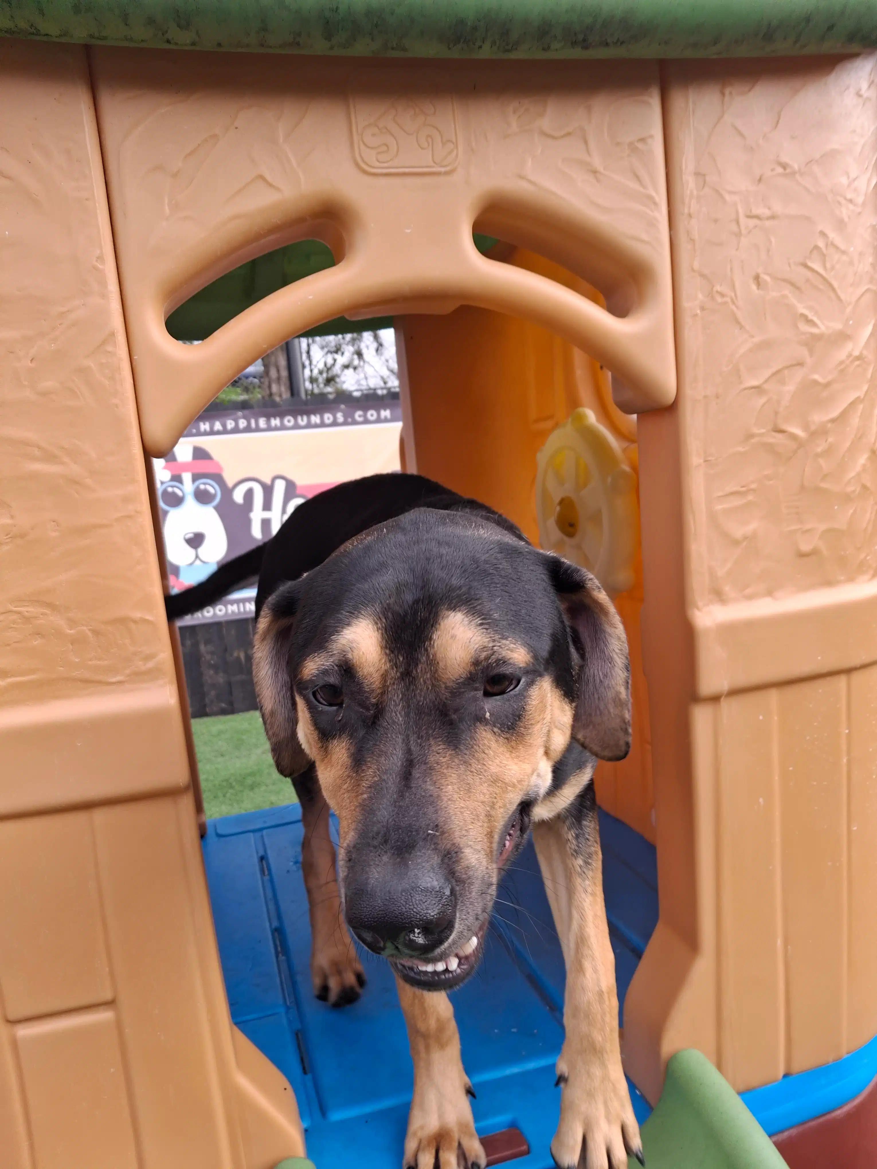 Tank formerly Mizzou (Momma Auburn pup), adoptable, Puppy Male Coonhound & Catahoula Leopard Dog.