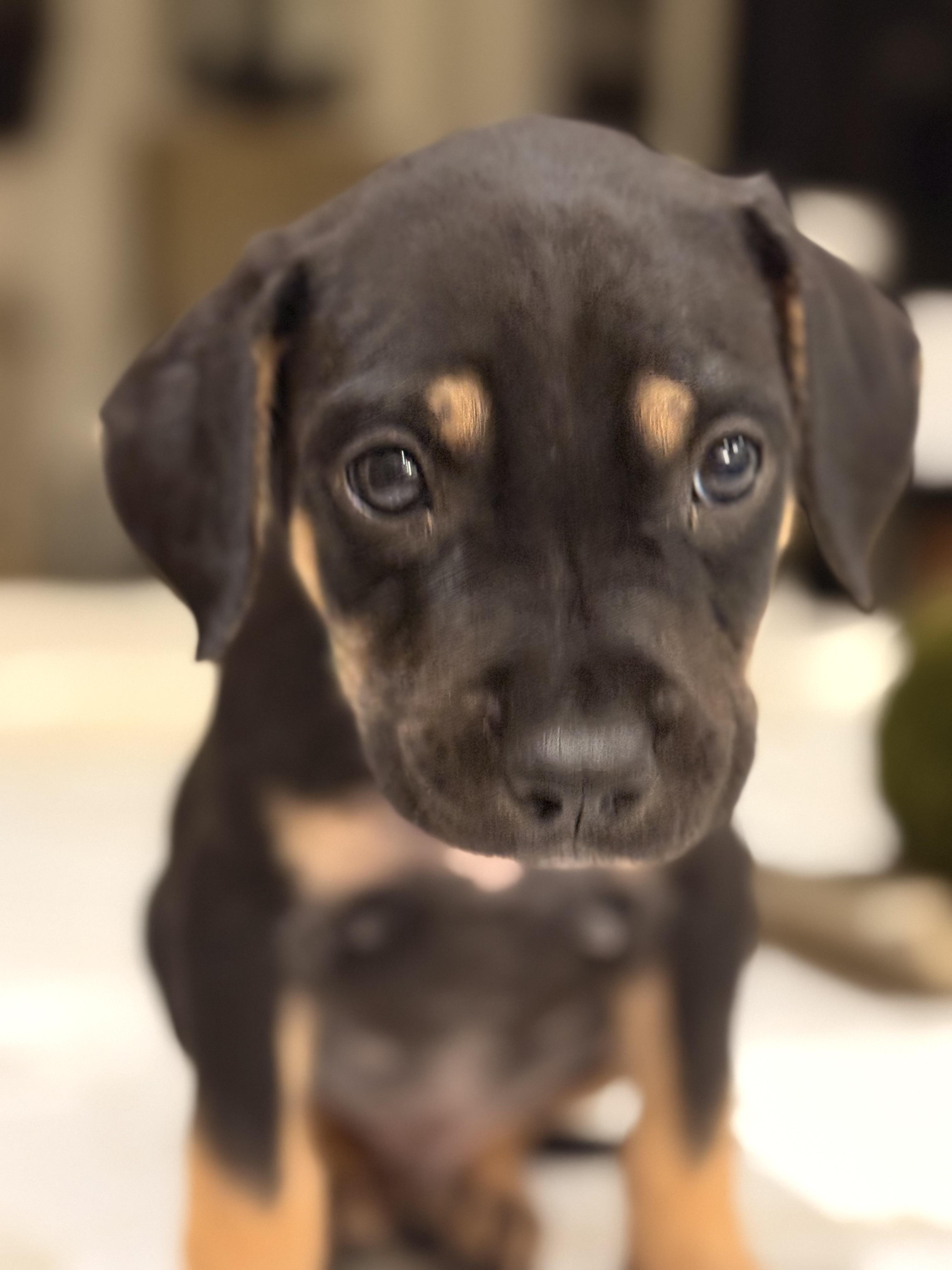 Mizzou aka Tank , an adoptable mixed breed in Mount Juliet, TN image 5/6