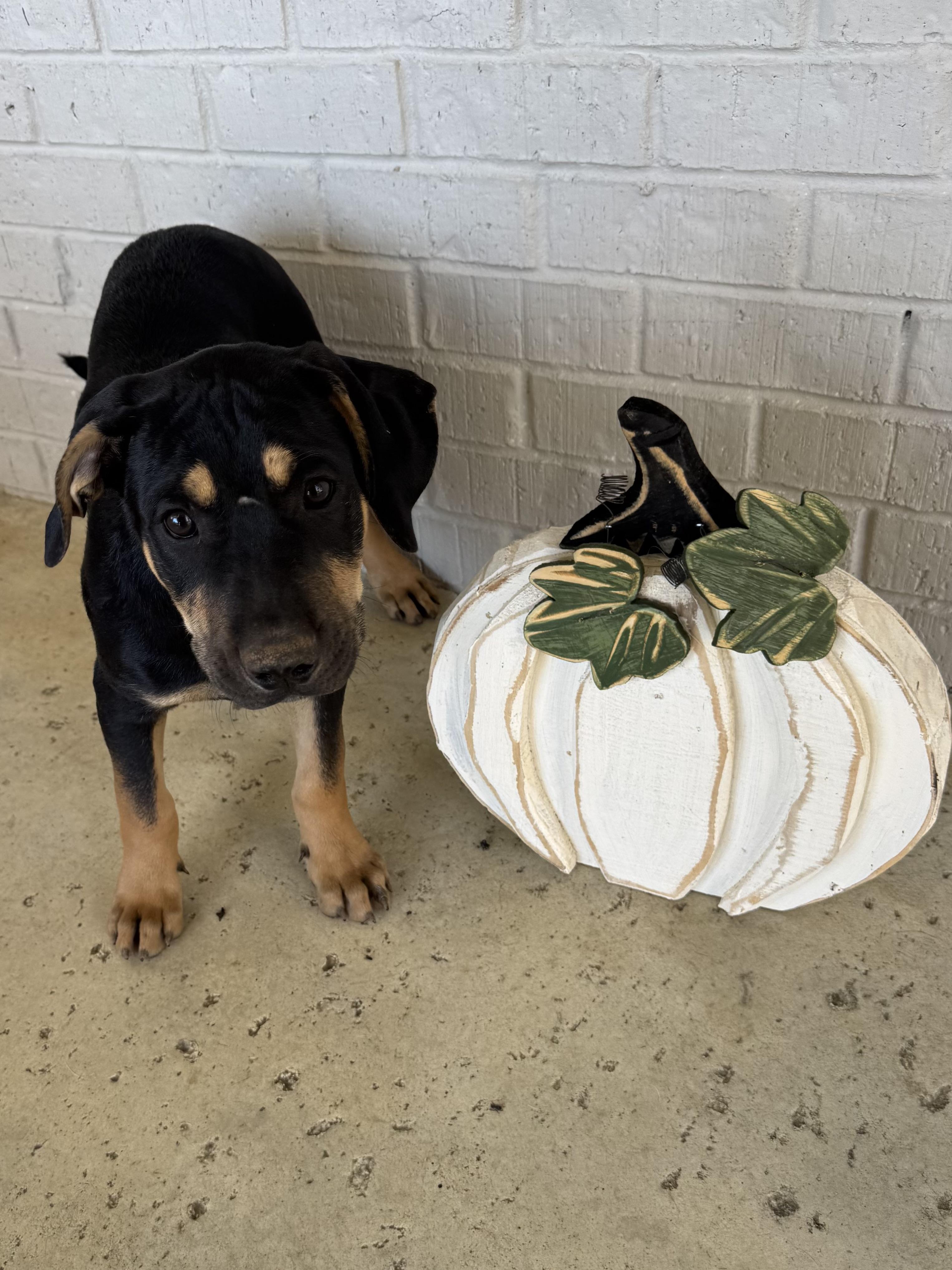 Mizzou aka Tank , an adoptable mixed breed in Mount Juliet, TN image 3/6