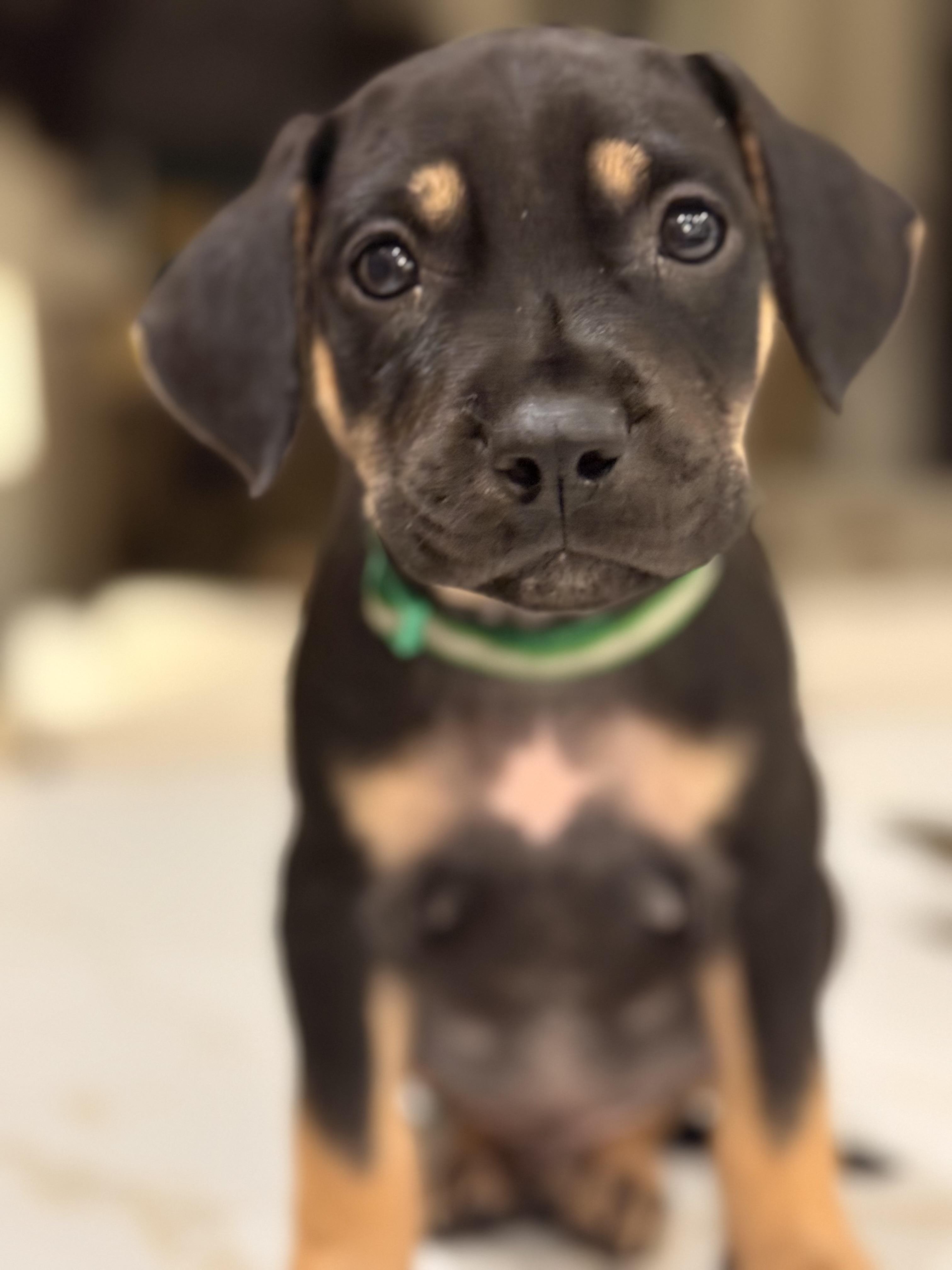 Mizzou aka Tank , an adoptable mixed breed in Mount Juliet, TN image 6/6