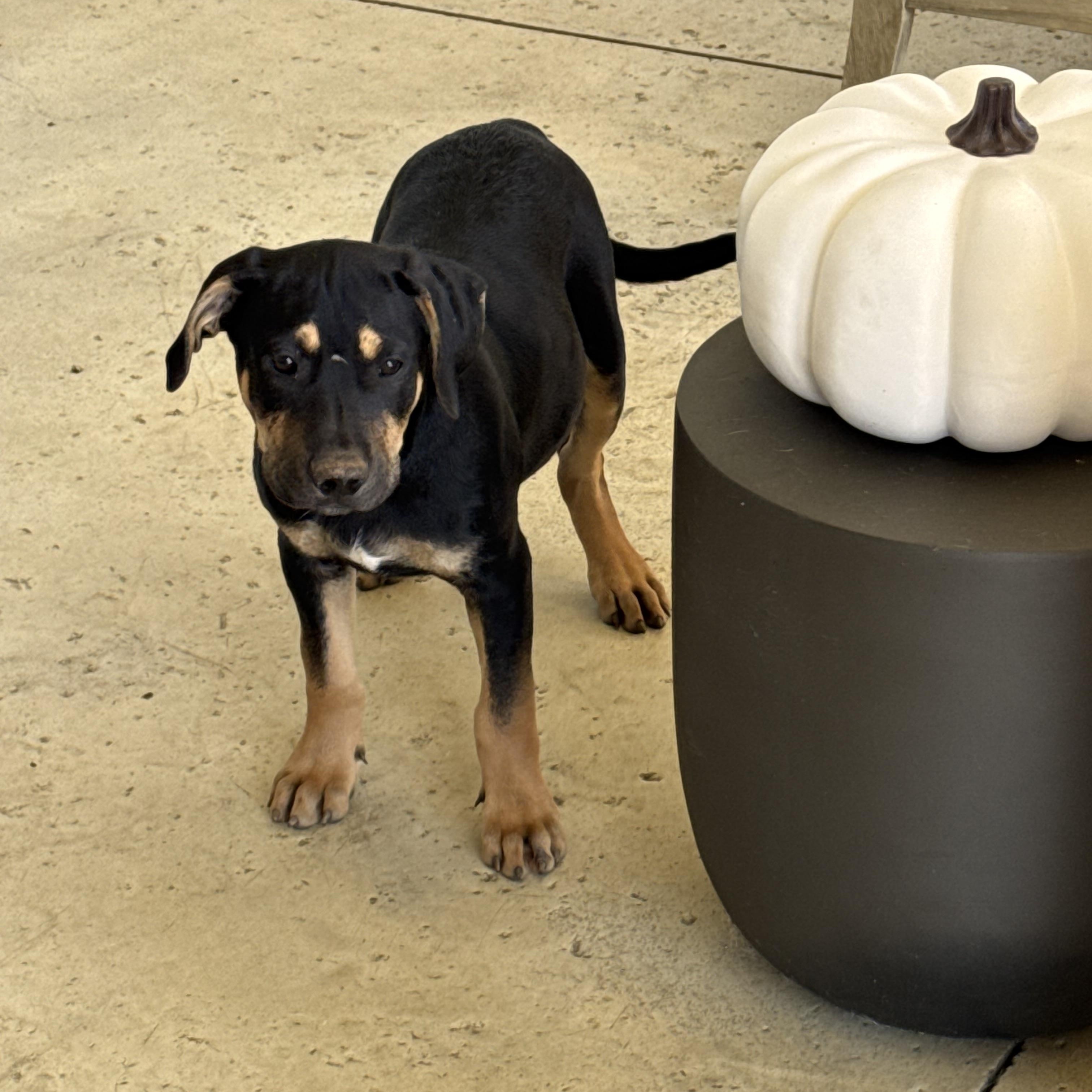 Mizzou aka Tank , an adoptable mixed breed in Mount Juliet, TN image 1/6