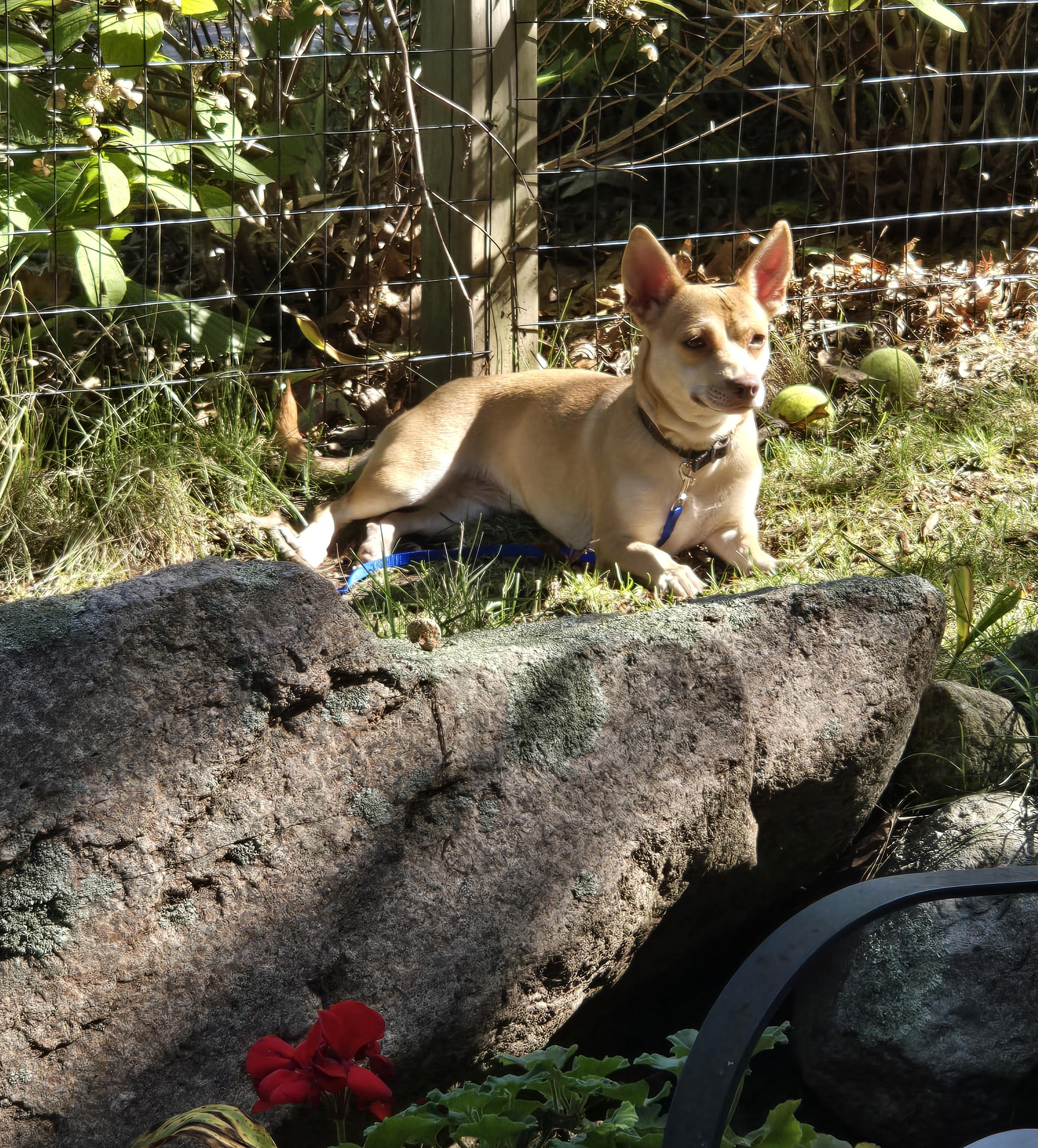 Pixie, a Adoptable Mixed Breed image 3/6