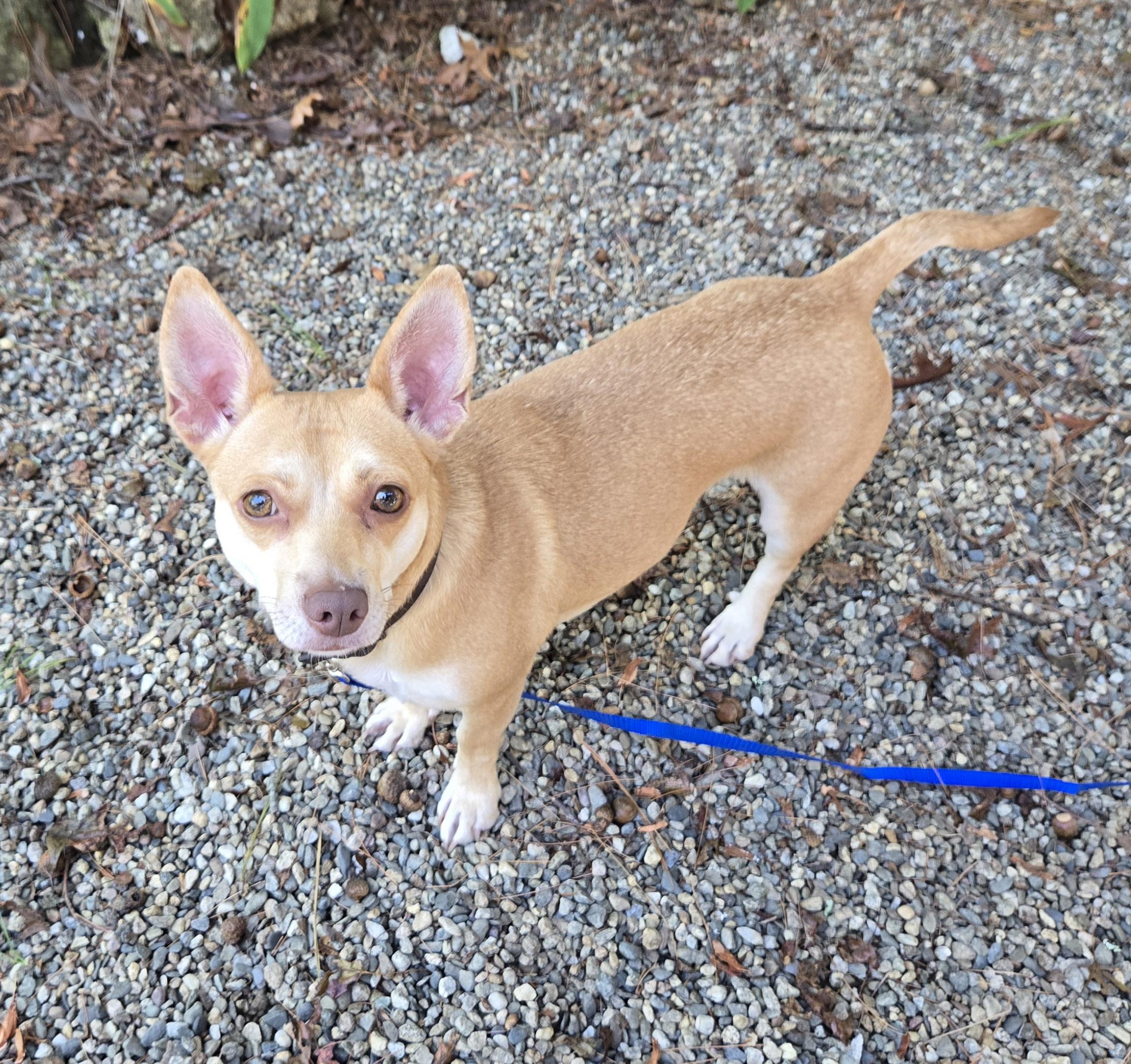 Pixie, a Adoptable Mixed Breed image 1/6