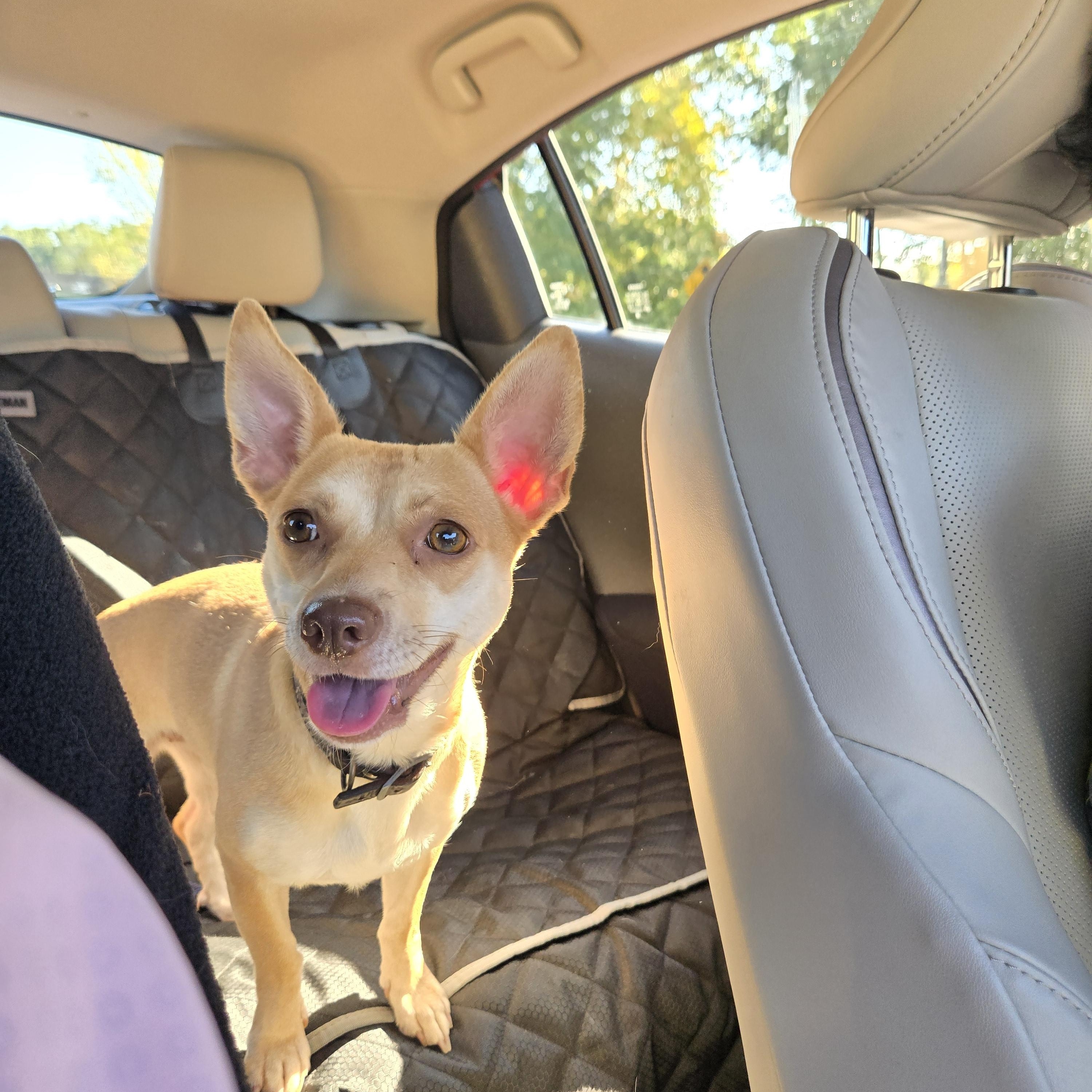 Pixie, a Adoptable Mixed Breed image 4/6