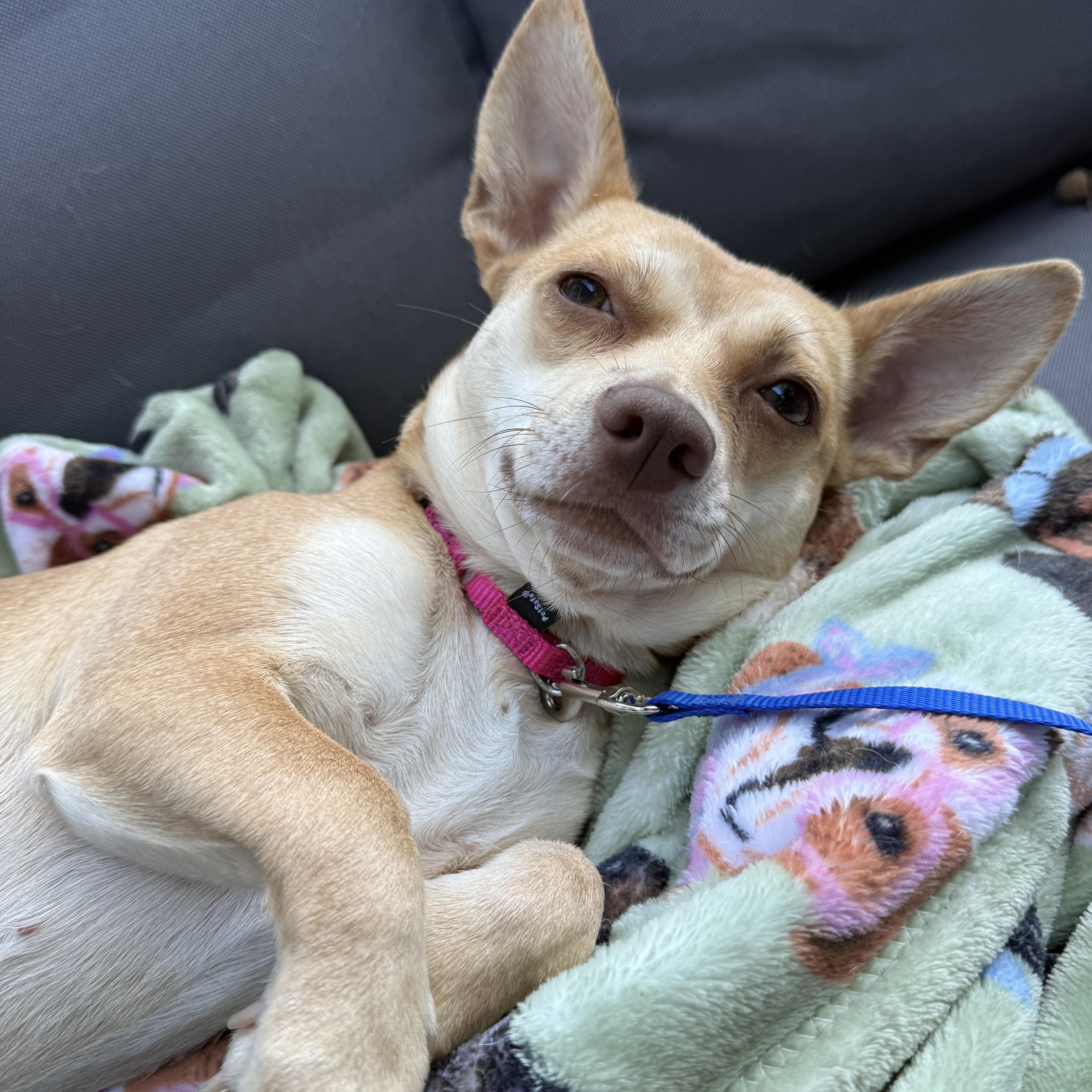 Pixie, a Adoptable Mixed Breed image 5/6