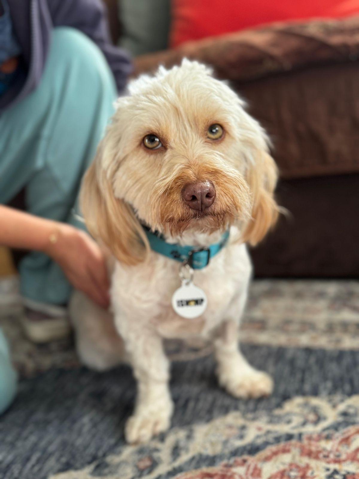 Enlarge Bella, a ADOPTABLE Maltese in Los Angeles, CA image 2/6