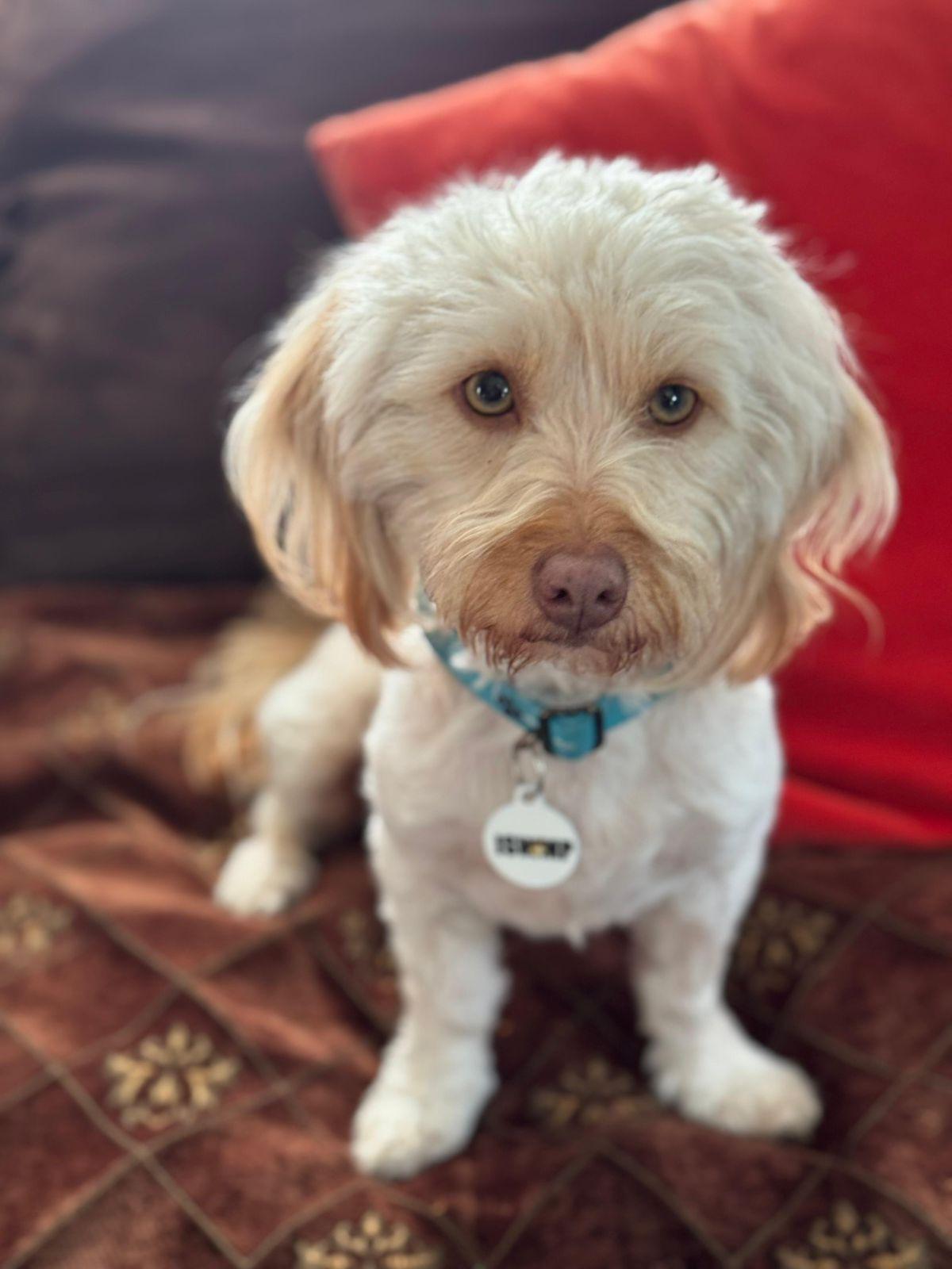 Enlarge Bella, a ADOPTABLE Maltese in Los Angeles, CA image 5/6