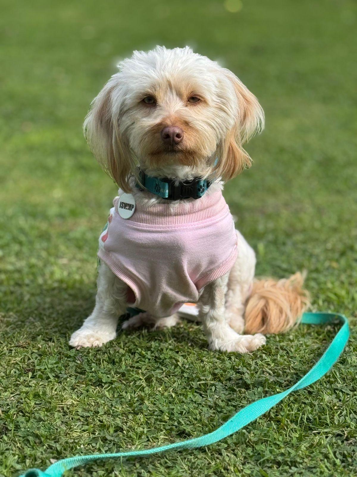 Enlarge Bella, a ADOPTABLE Maltese in Los Angeles, CA image 3/6