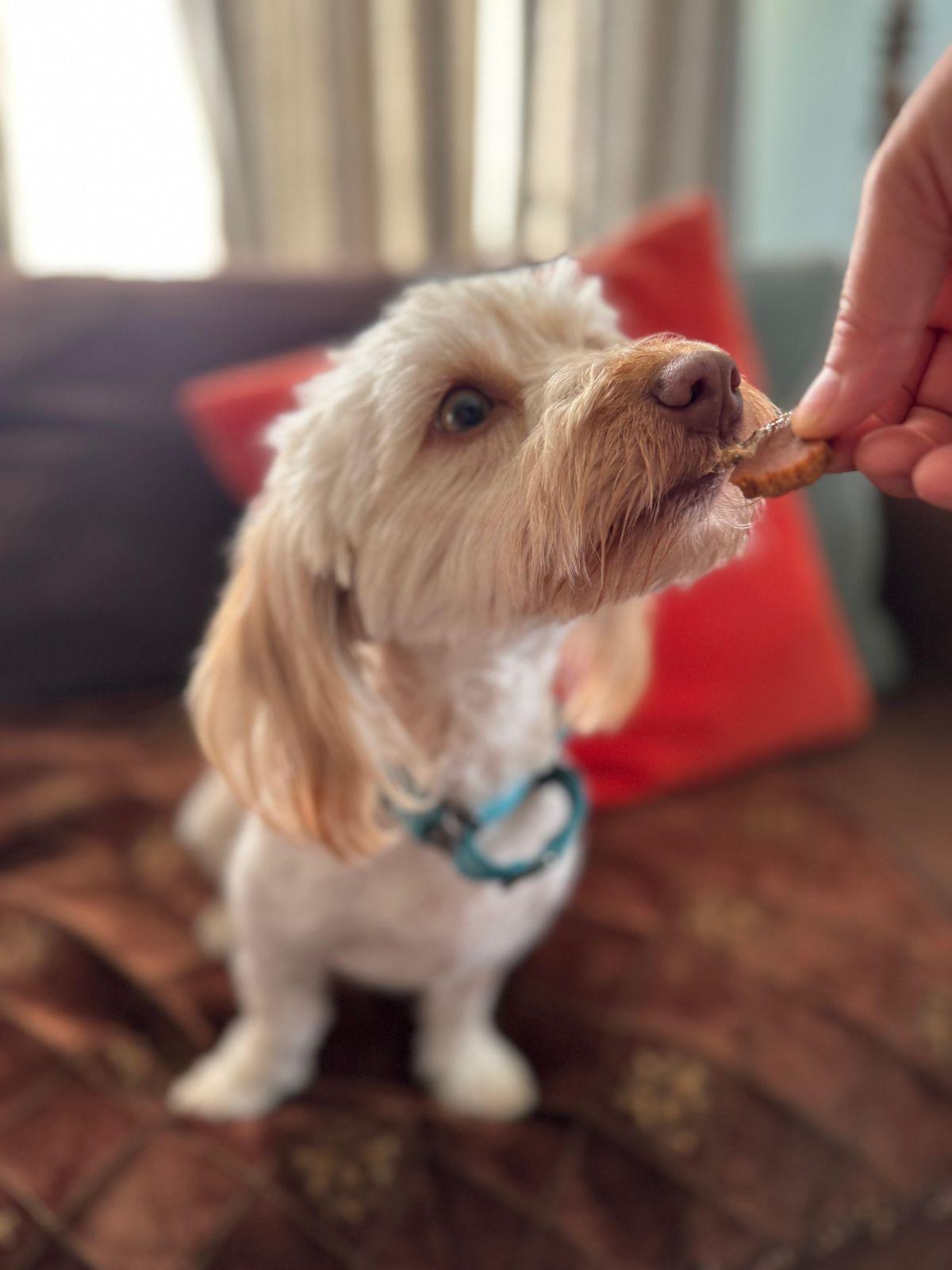 Enlarge Bella, a ADOPTABLE Maltese in Los Angeles, CA image 6/6