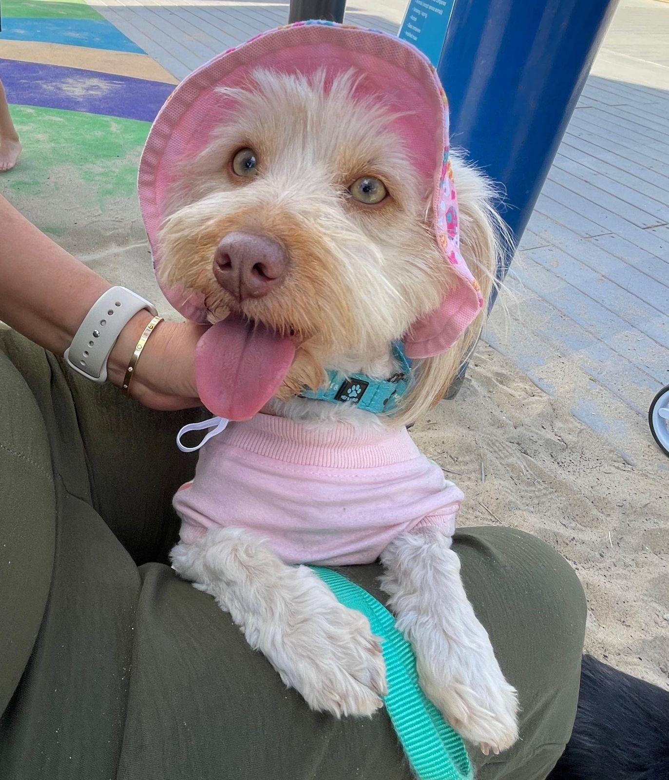 Bella, ADOPTABLE, Adult Female Maltese.