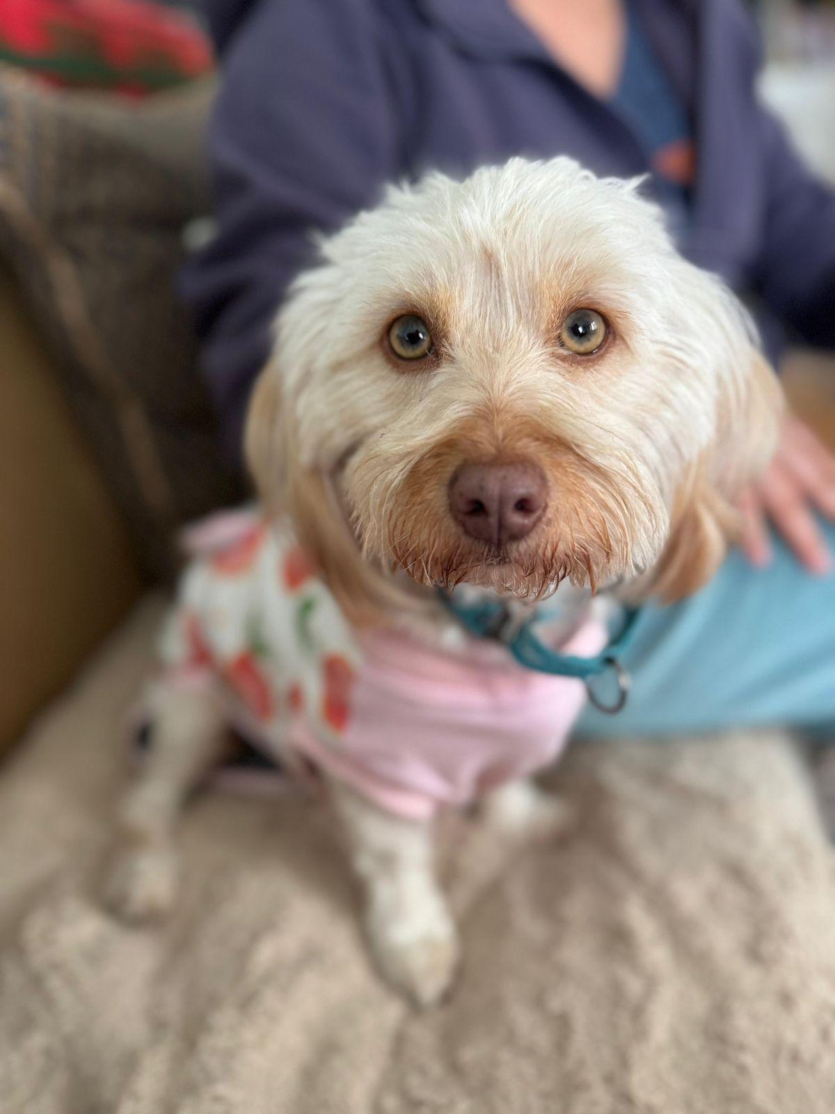 Enlarge Bella, a ADOPTABLE Maltese in Los Angeles, CA image 4/6