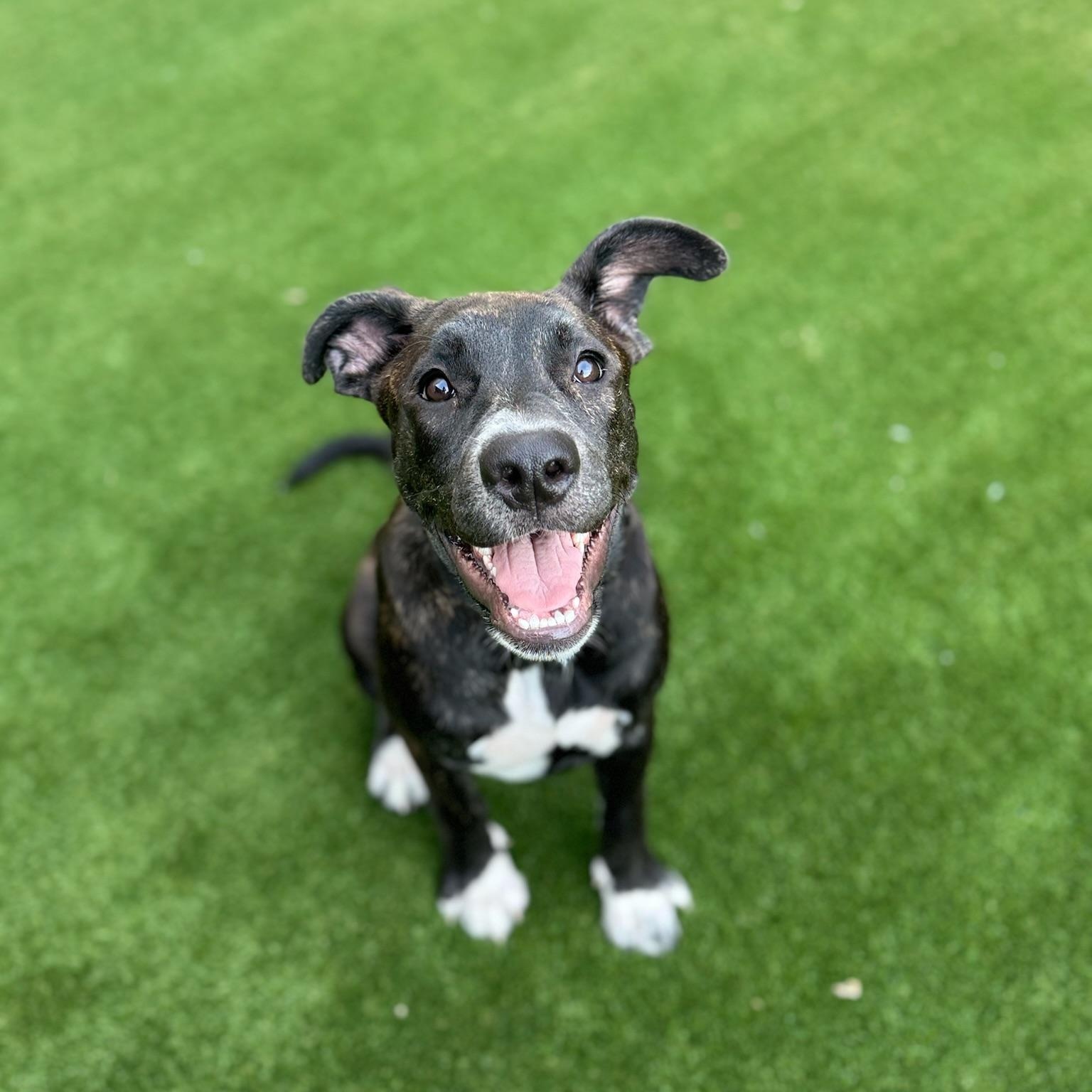 Enlarge Poppy, a Adopted mixed breed in Houston, TX image 1/4