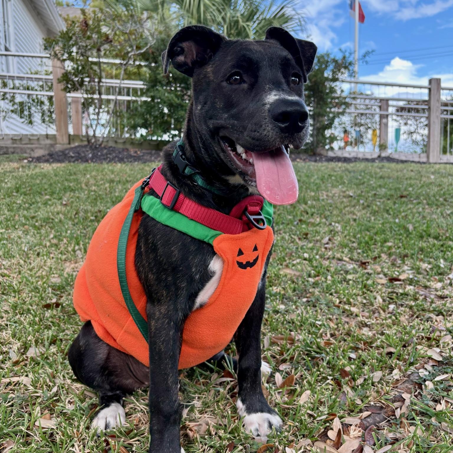 Enlarge Poppy, a Adopted mixed breed in Houston, TX image 2/4