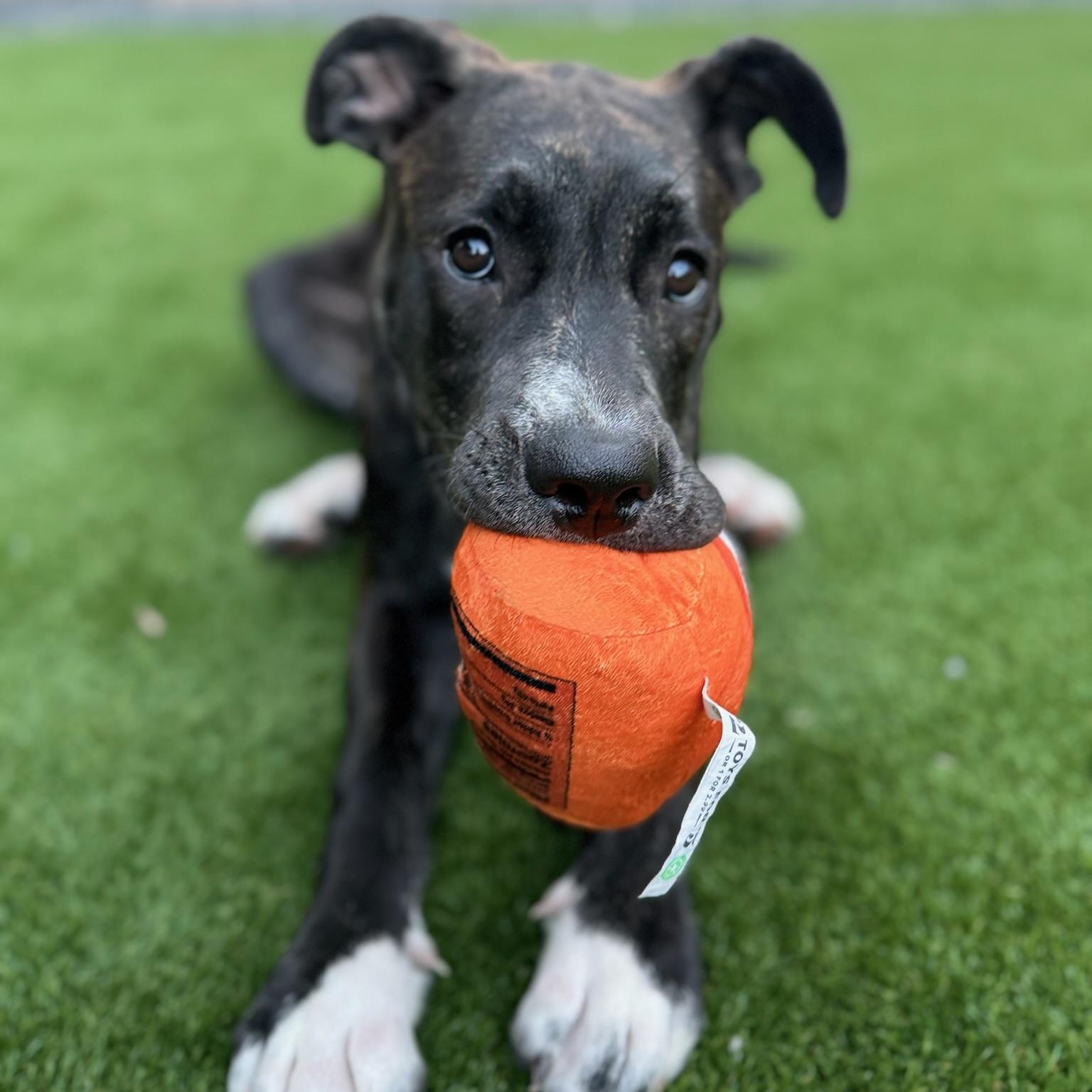 Enlarge Poppy, a Adopted mixed breed in Houston, TX image 3/4