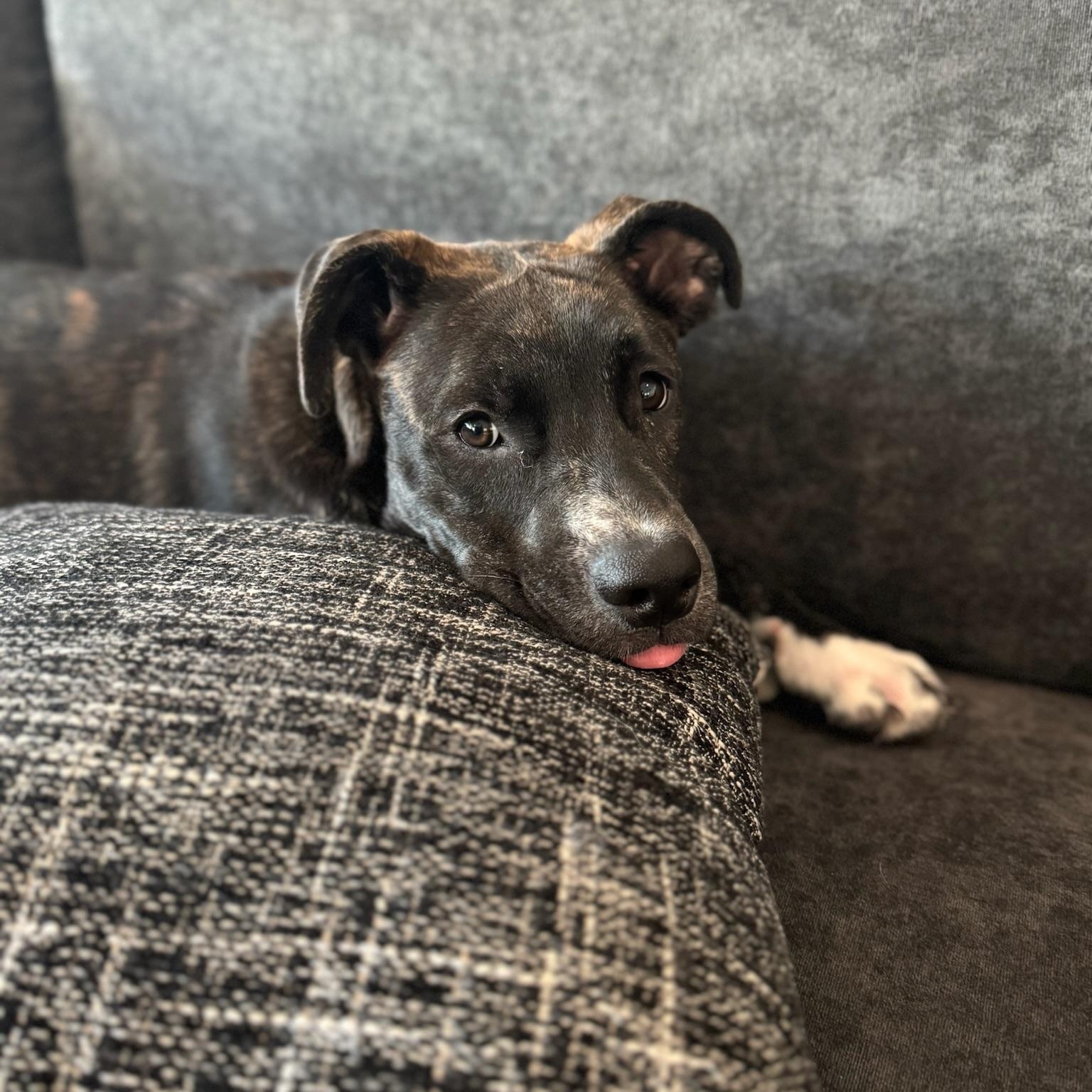 Enlarge Poppy, a Adopted mixed breed in Houston, TX image 4/4