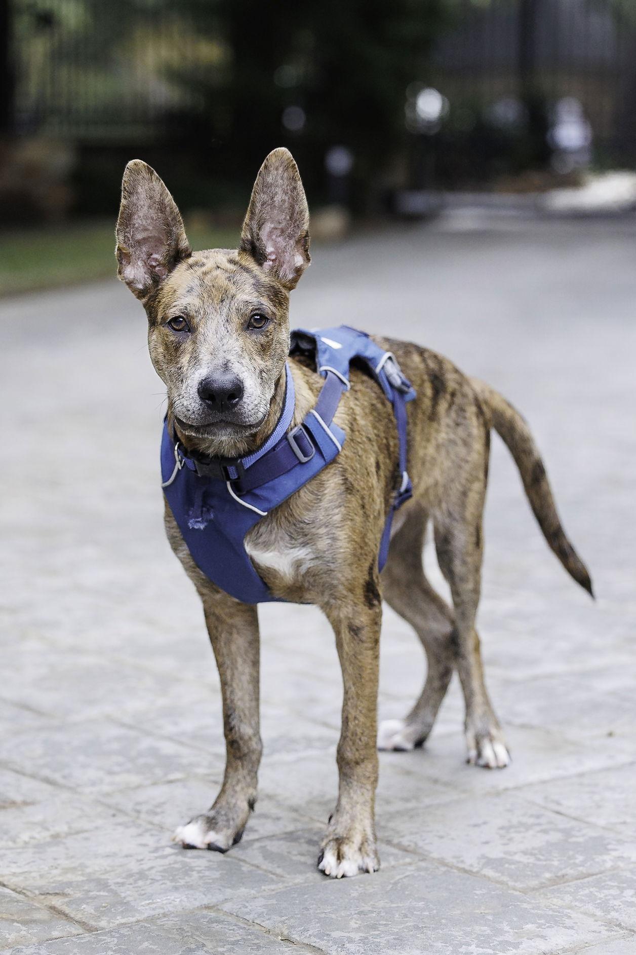 Saint- Diamond Dog, Adoptable, Adult Male Dutch Shepherd & Catahoula Leopard Dog.