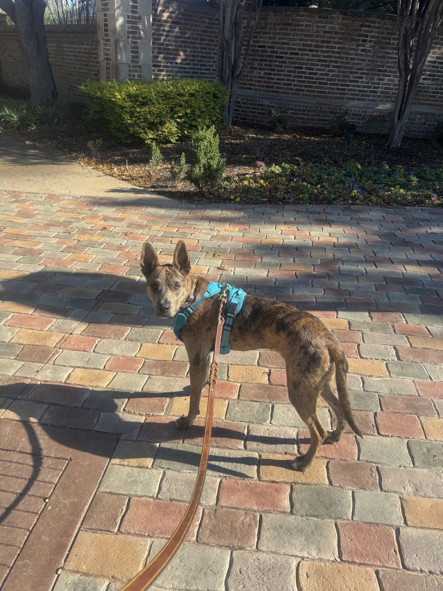 Enlarge Saint- Diamond Dog, a Adoptable mixed breed in McKinney, TX image 2/3