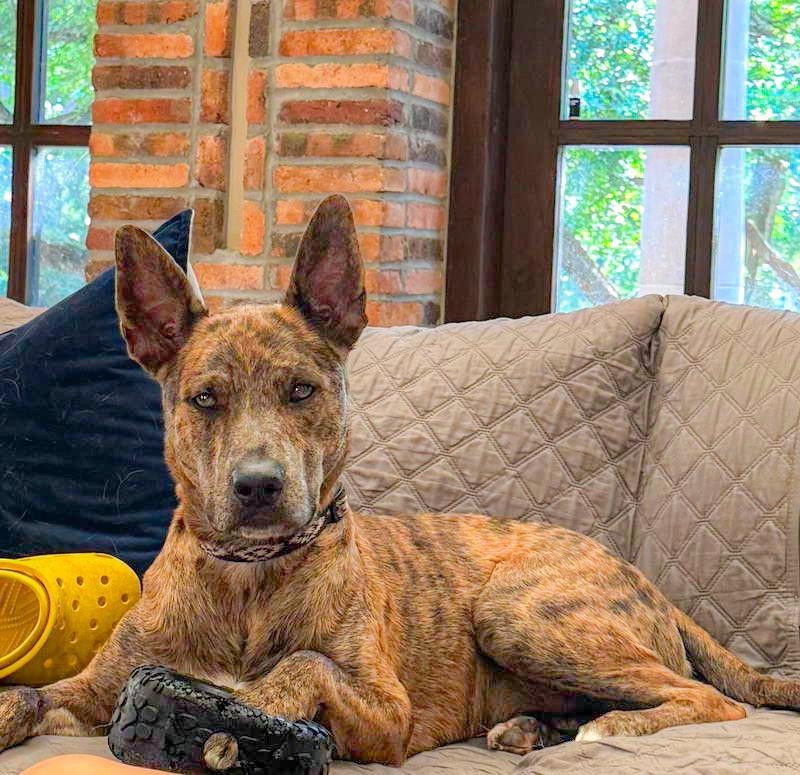 Saint- Diamond Dog, Adoptable, Adult Male Dutch Shepherd & Catahoula Leopard Dog.