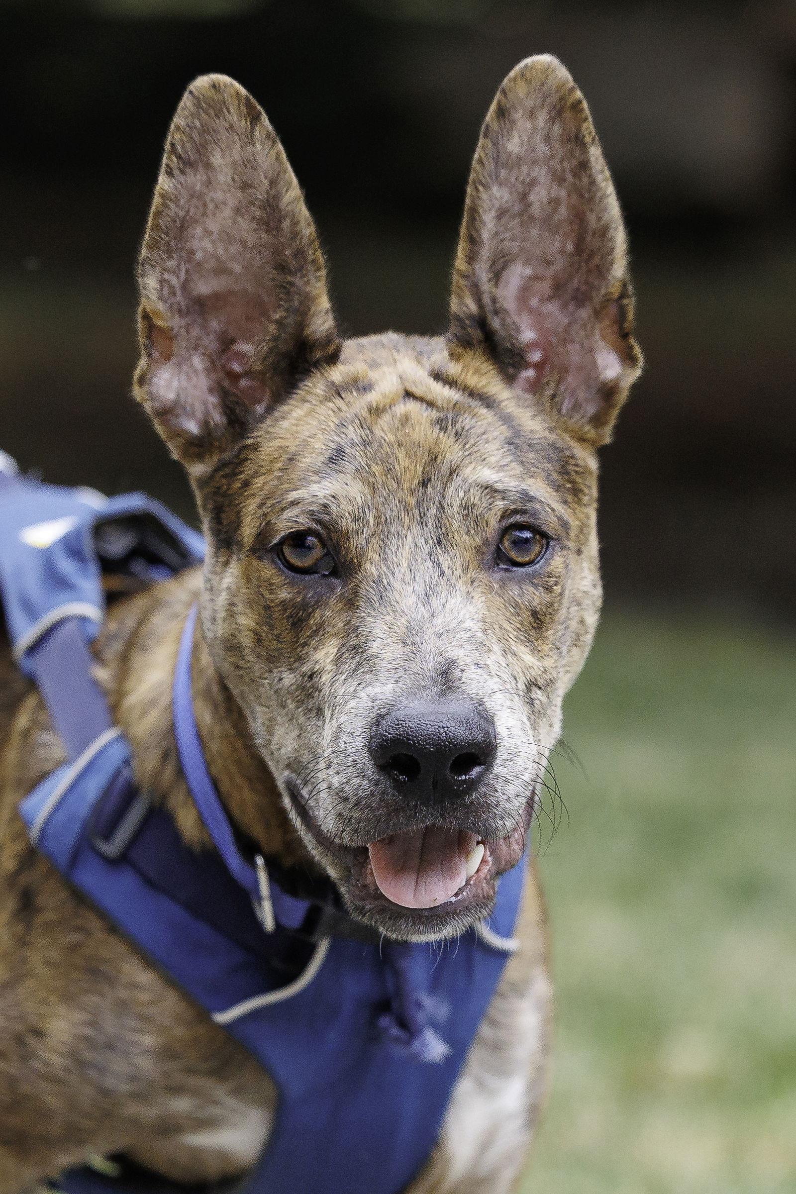 Saint- Diamond Dog, a Adoptable mixed breed in McKinney, TX image 2/3