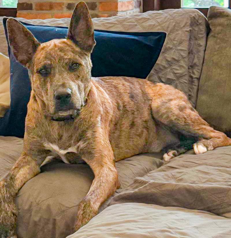 Enlarge Saint- Diamond Dog, a Adoptable mixed breed in McKinney, TX image 3/3