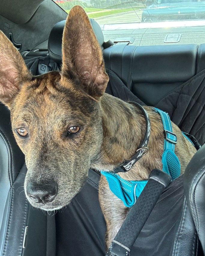 Saint- Diamond Dog, a Adoptable mixed breed in McKinney, TX image 3/3