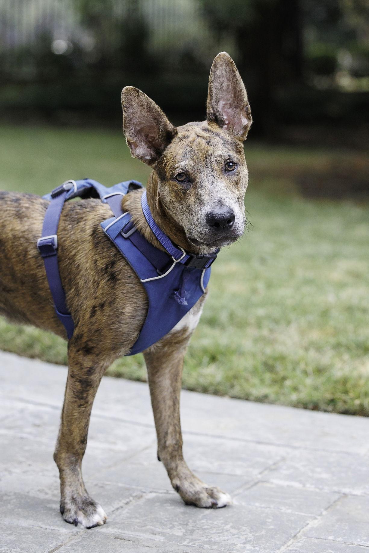 Enlarge Saint- Diamond Dog, a Adoptable mixed breed in McKinney, TX image 3/3