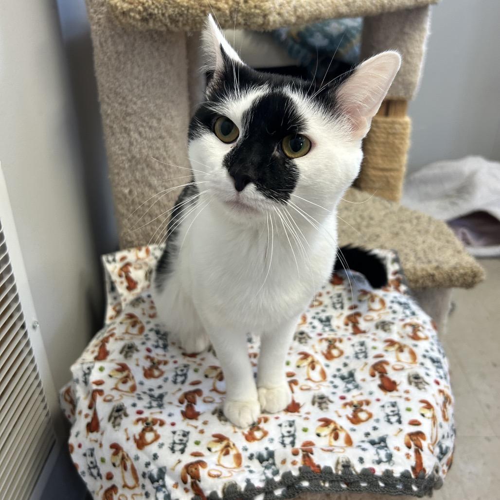 Smudge, Adoptable, Young Male Domestic Short Hair.