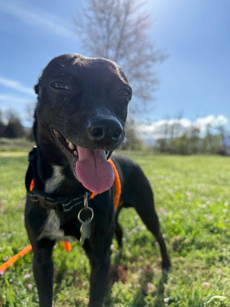 Enlarge Floki, a Adoptable Rat Terrier in Grants Pass, OR image 3/5