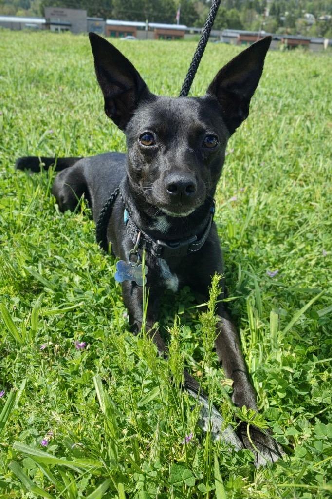 Enlarge Floki, a Adoptable Rat Terrier in Grants Pass, OR image 5/5