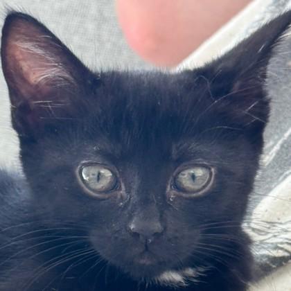 Enlarge Gobble Wobble, a Adoptable Domestic Short Hair image 1/2