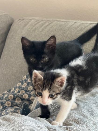 Enlarge Gobble Wobble, a Adoptable Domestic Short Hair image 2/2