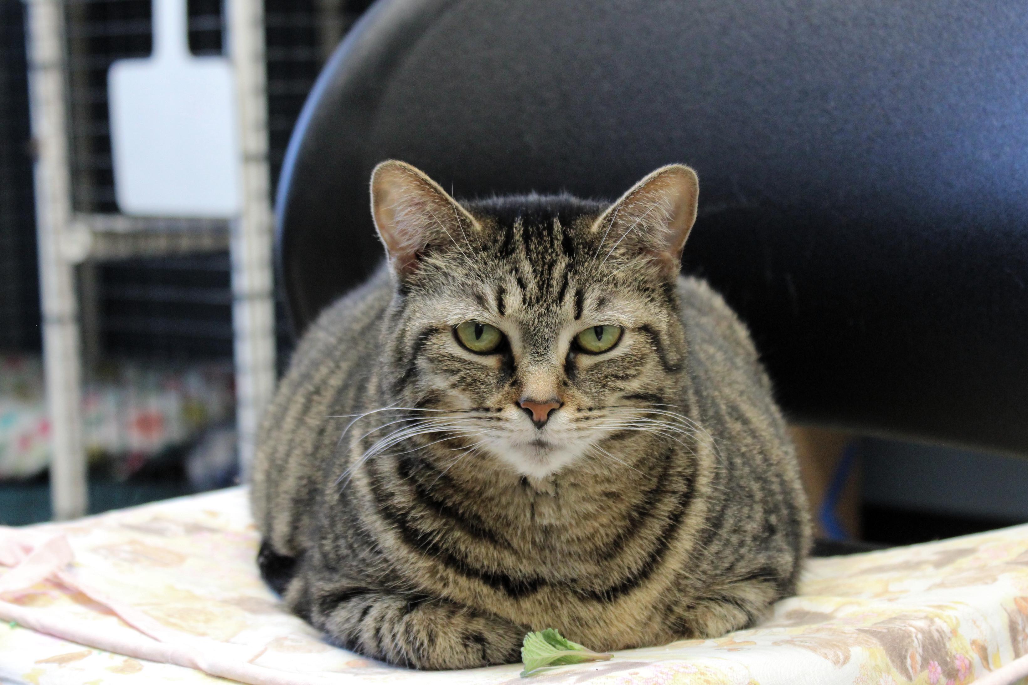 Trixie, a Adoptable Domestic Short Hair in Urbana, OH image 5/6