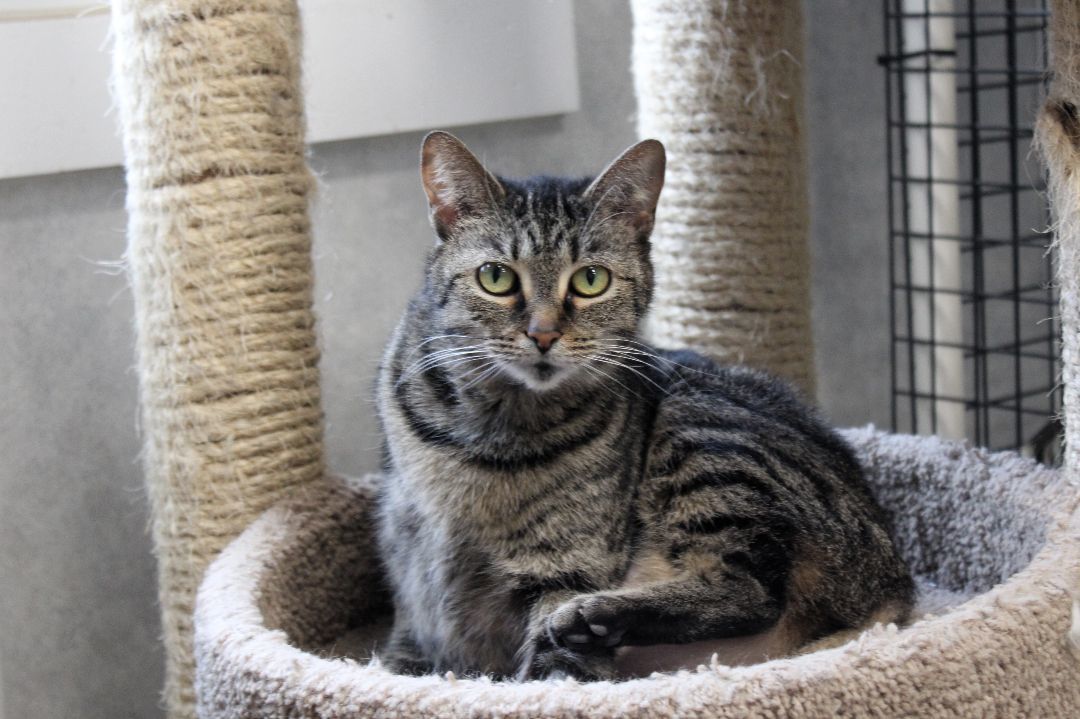 Trixie, a Adoptable Domestic Short Hair in Urbana, OH image 4/6