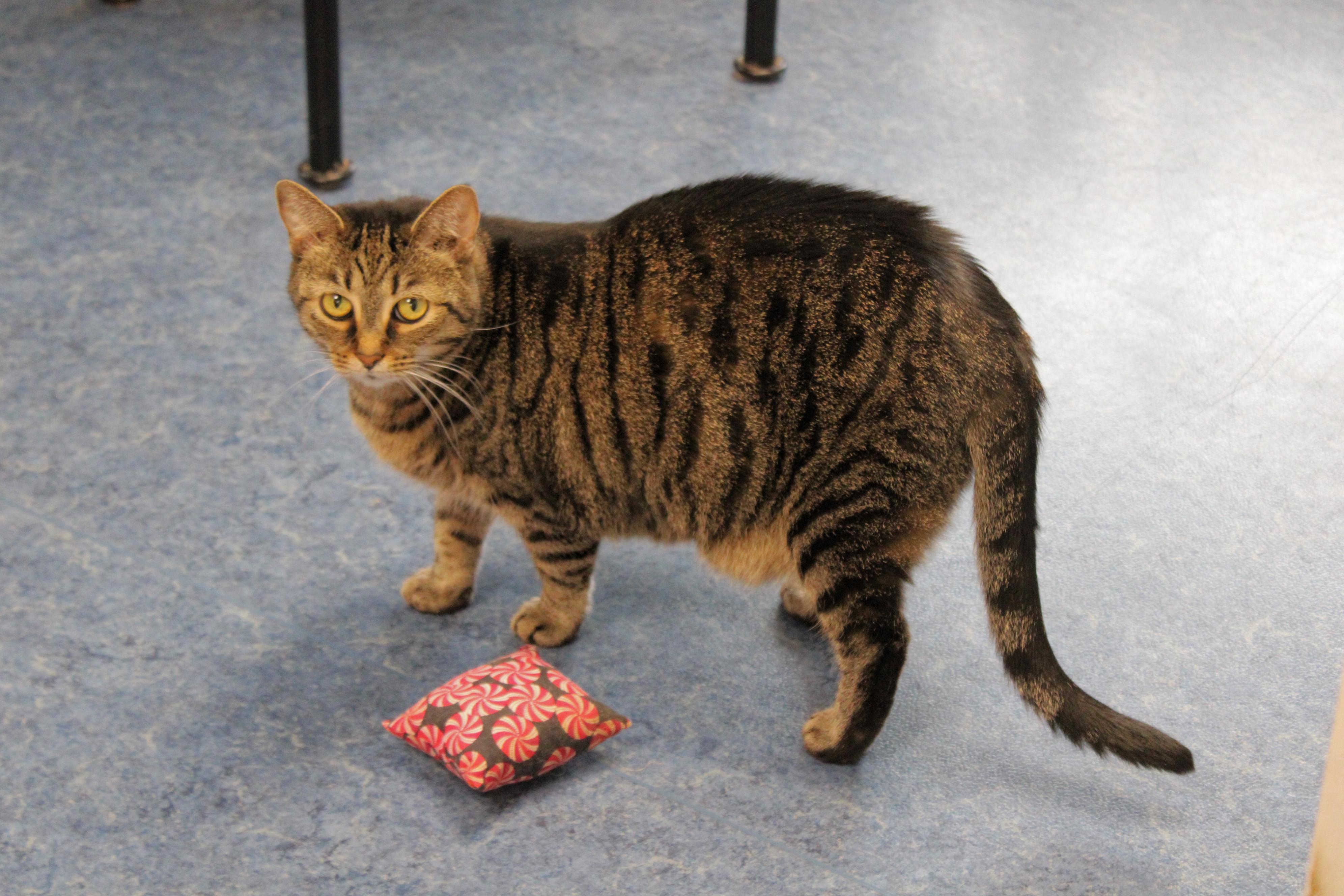 Trixie, a Adoptable Domestic Short Hair in Urbana, OH image 6/6