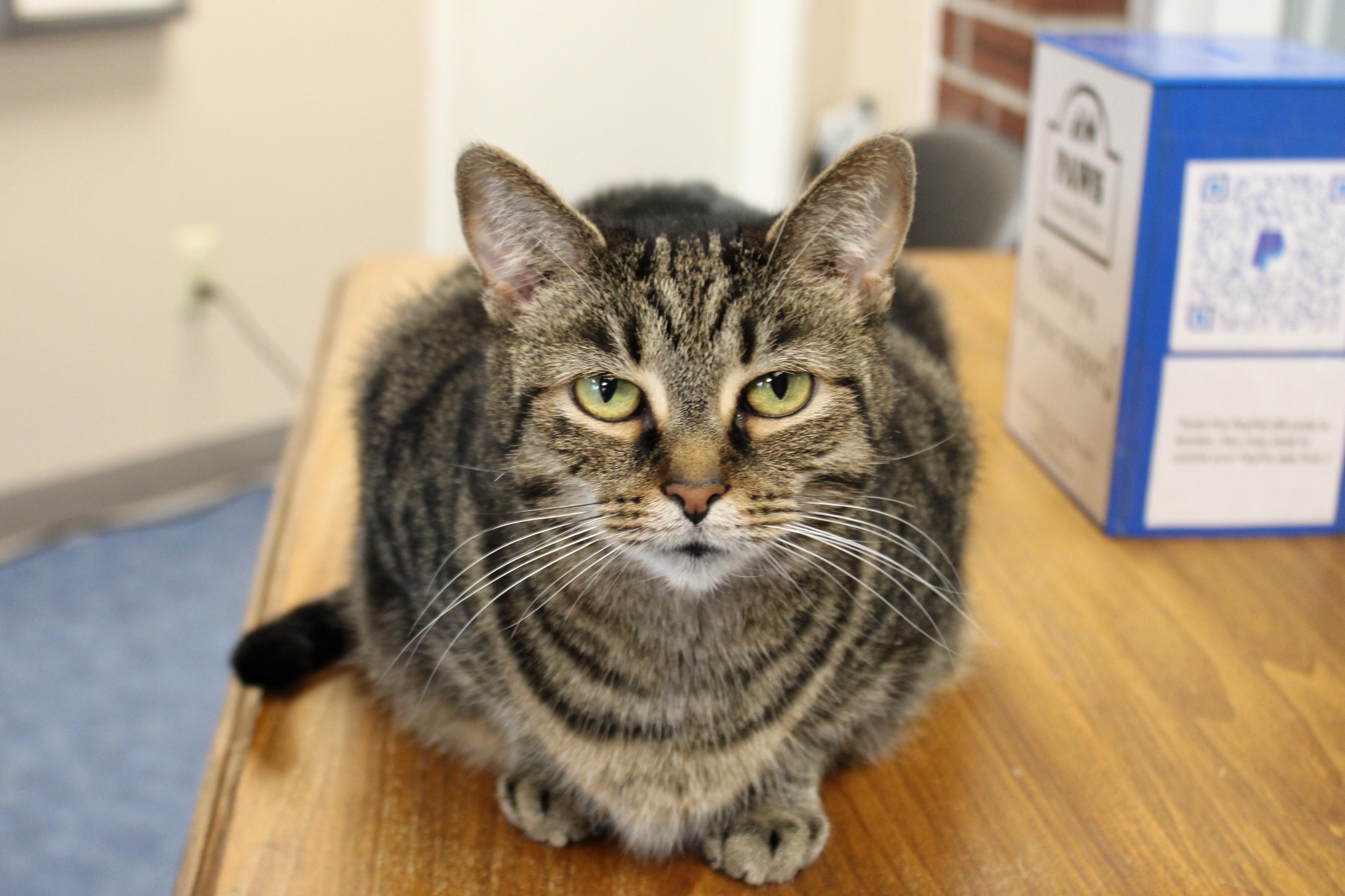 Trixie, a Adoptable Domestic Short Hair in Urbana, OH image 1/6