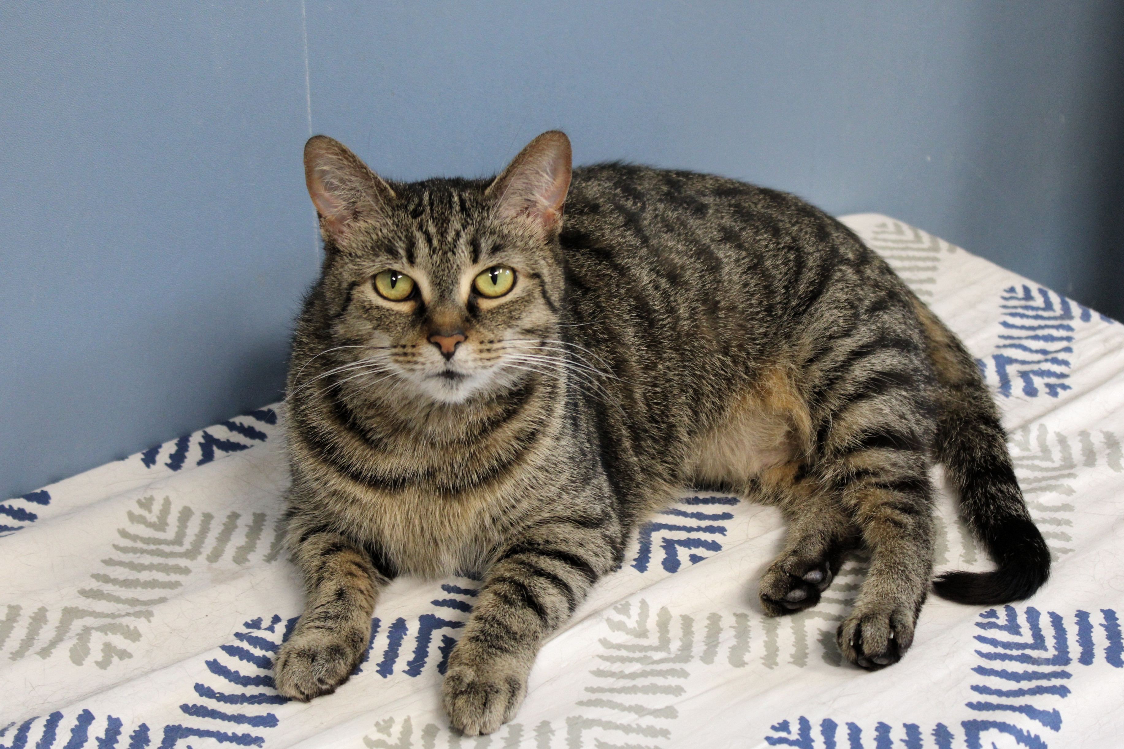 Trixie, a Adoptable Domestic Short Hair in Urbana, OH image 2/6
