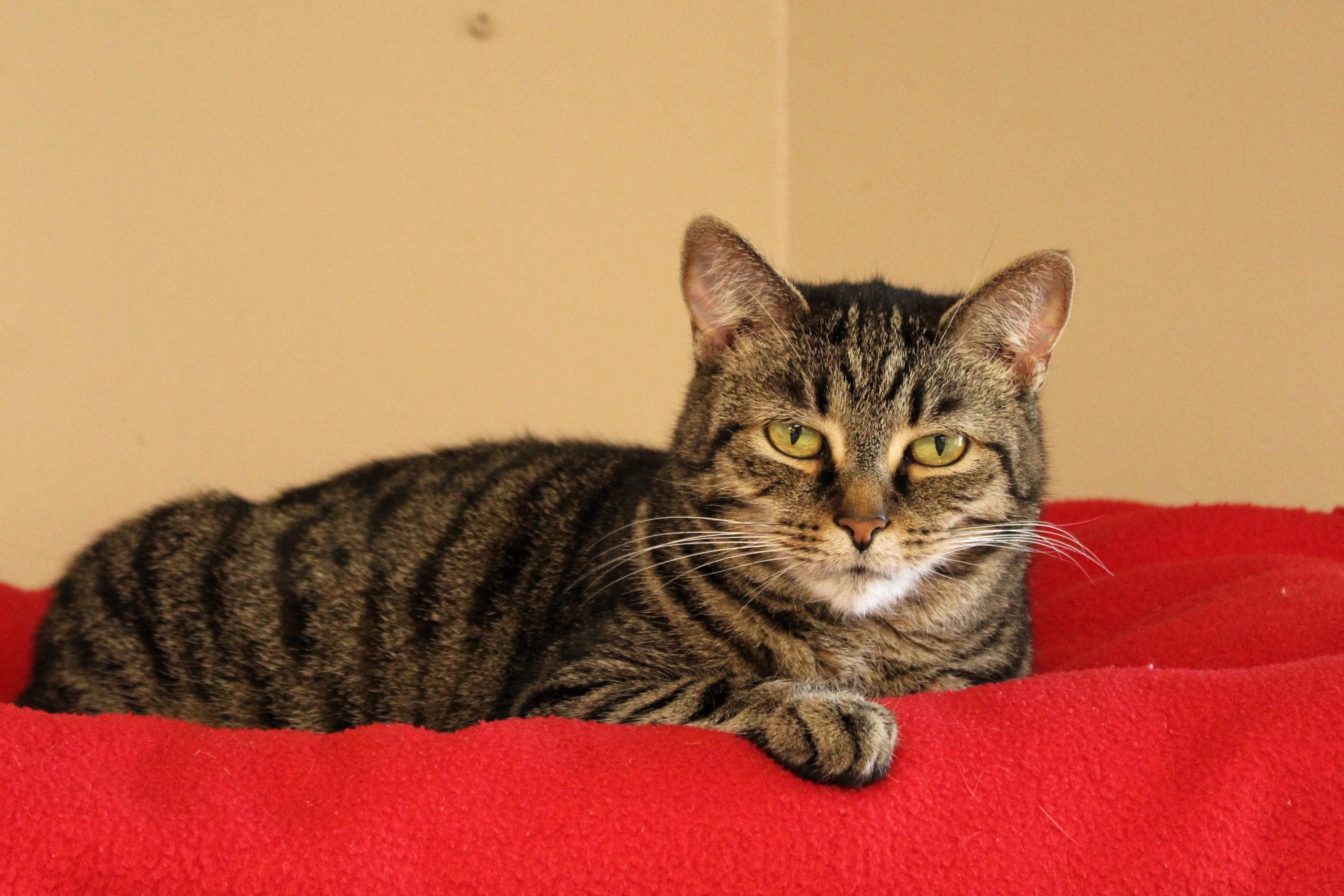 Trixie, a Adoptable Domestic Short Hair in Urbana, OH image 3/6