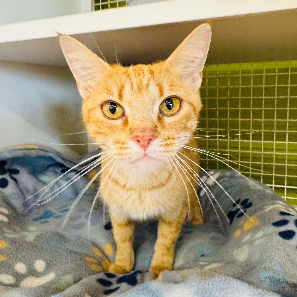 Creamsicle, Adoptable, Young Female Domestic Short Hair.