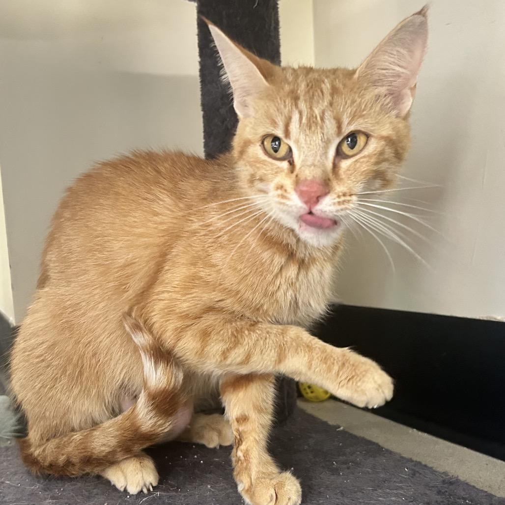 Enlarge Creamsicle, a Adoptable Domestic Short Hair in La Grange, KY image 2/3