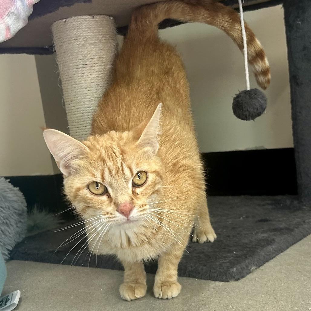 Enlarge Creamsicle, a Adoptable Domestic Short Hair in La Grange, KY image 3/3