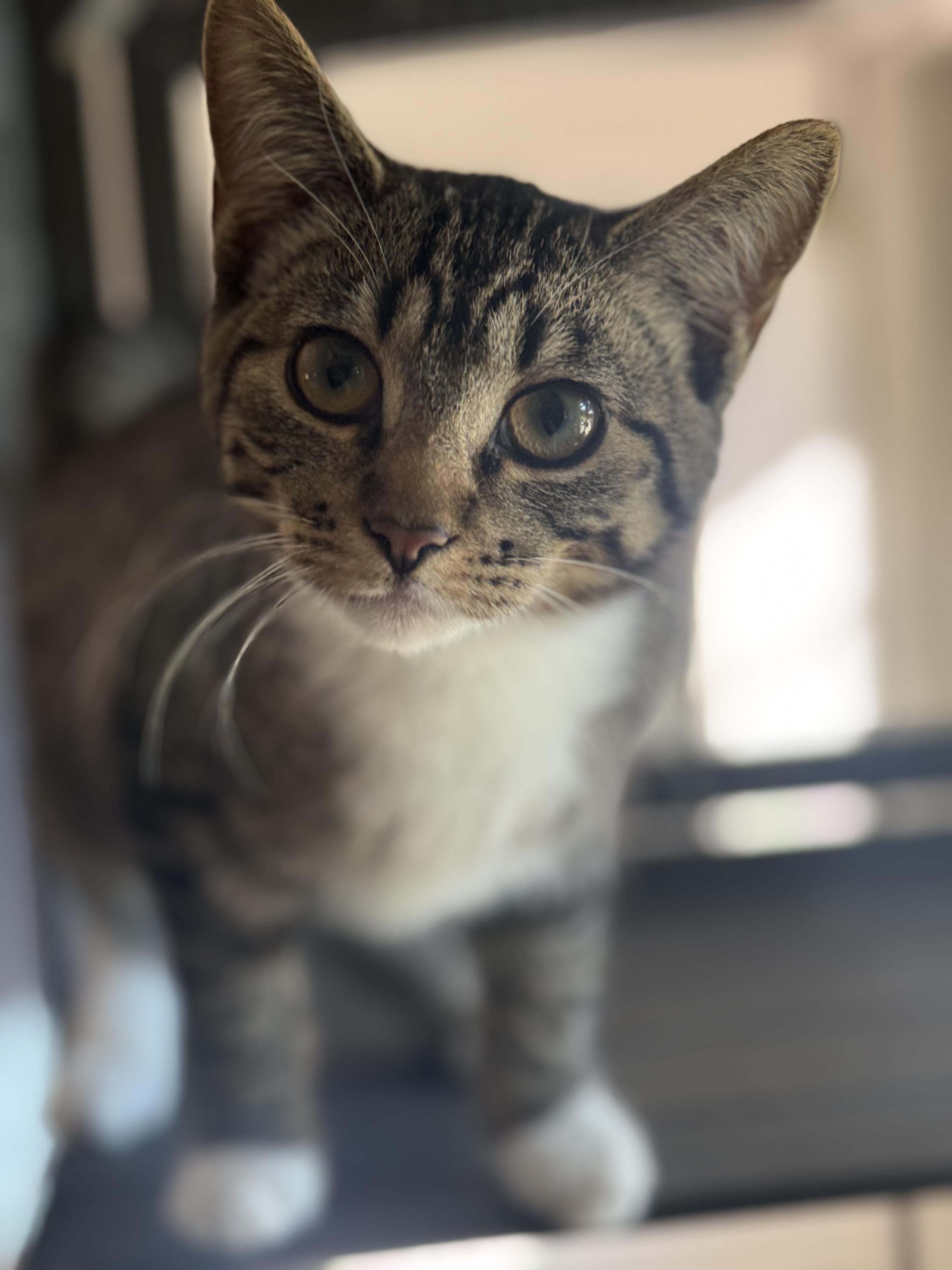 Brandy, Adoptable, Kitten Female British Shorthair.