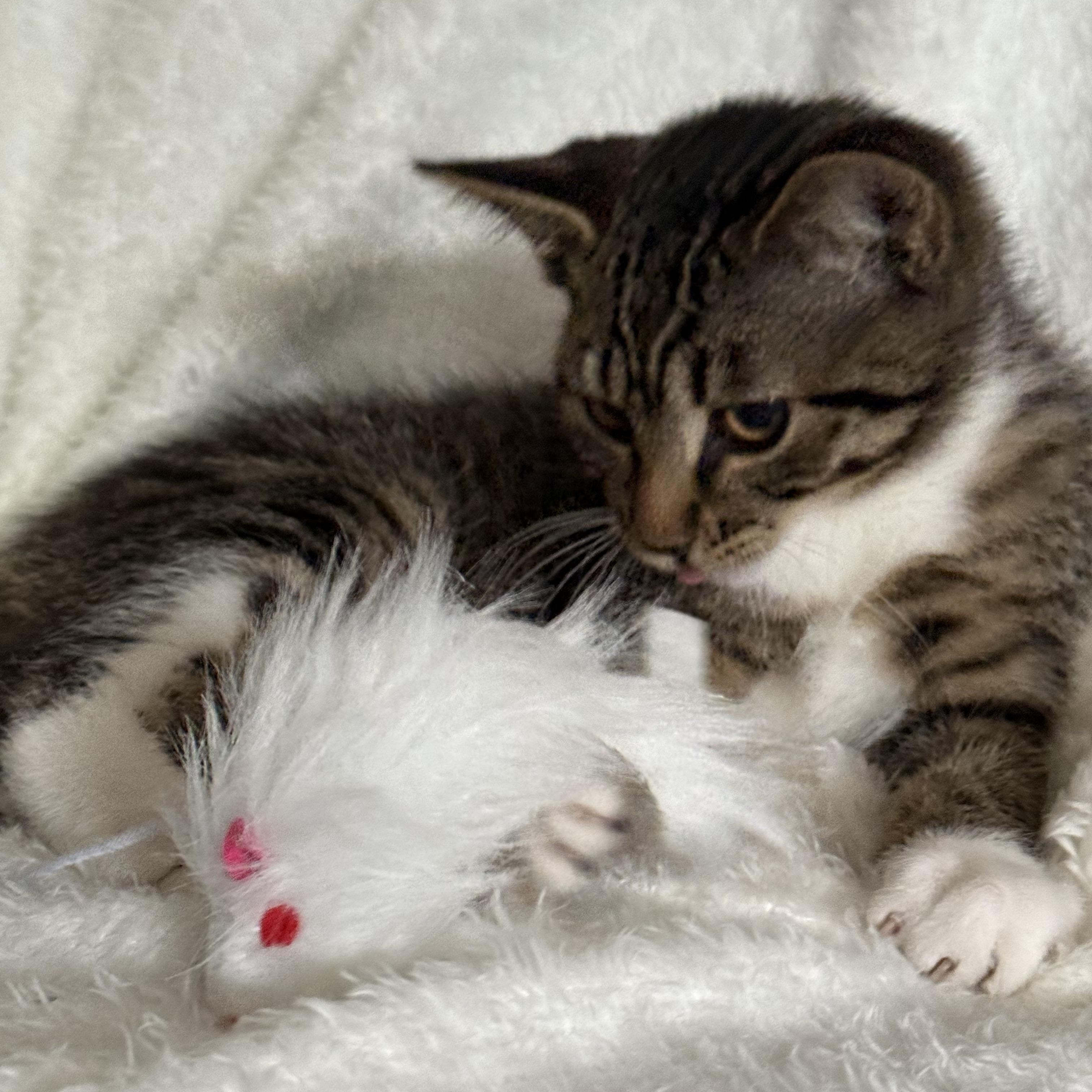 Enlarge Brandy, a Adoptable British Shorthair in Medinah, IL image 3/4