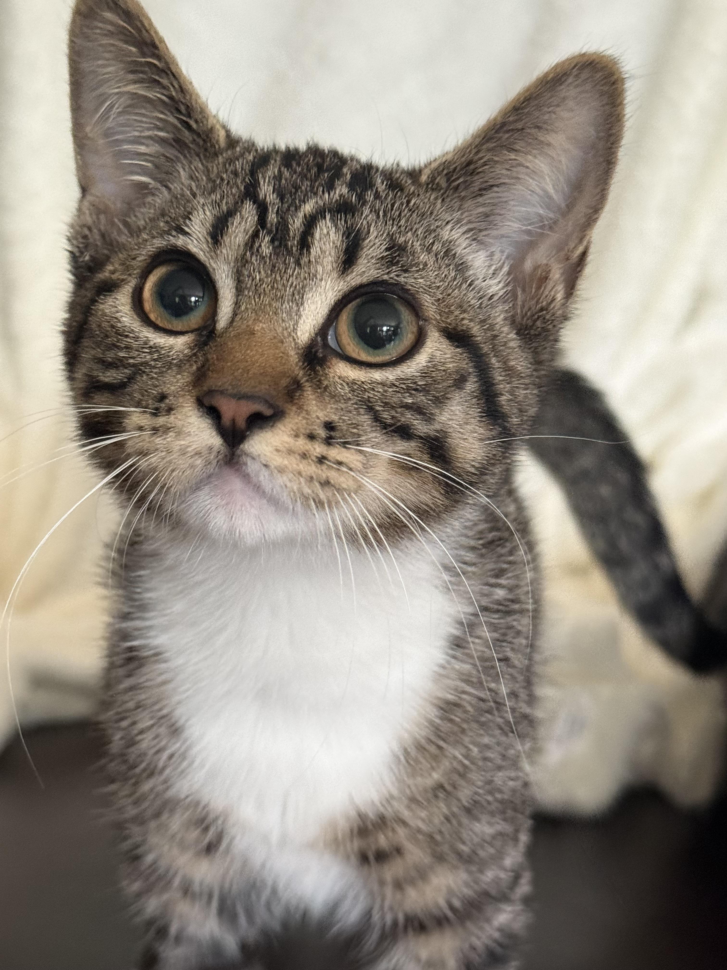Enlarge Brandy, a Adoptable British Shorthair in Medinah, IL image 2/4