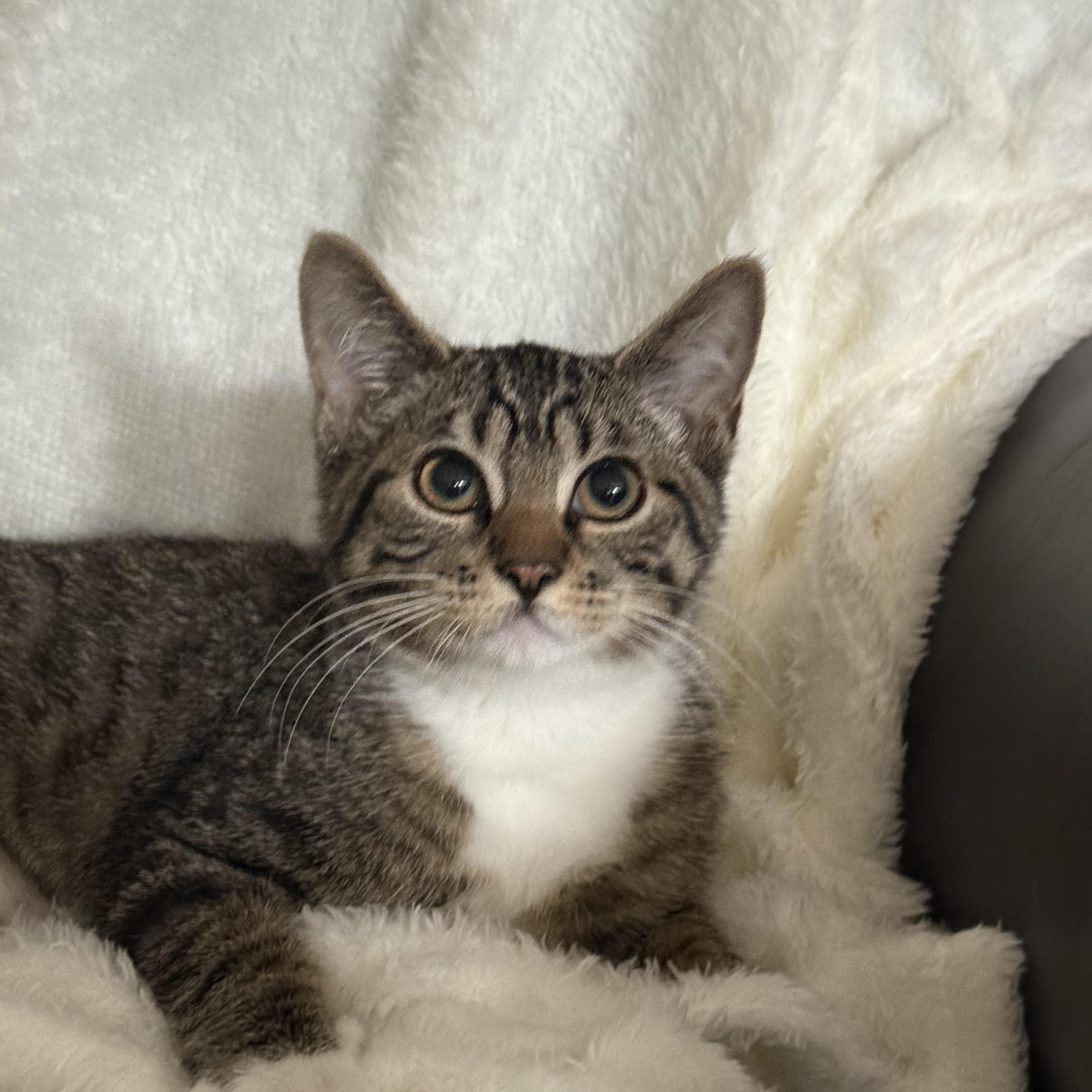 Enlarge Brandy, a Adoptable British Shorthair in Medinah, IL image 4/4