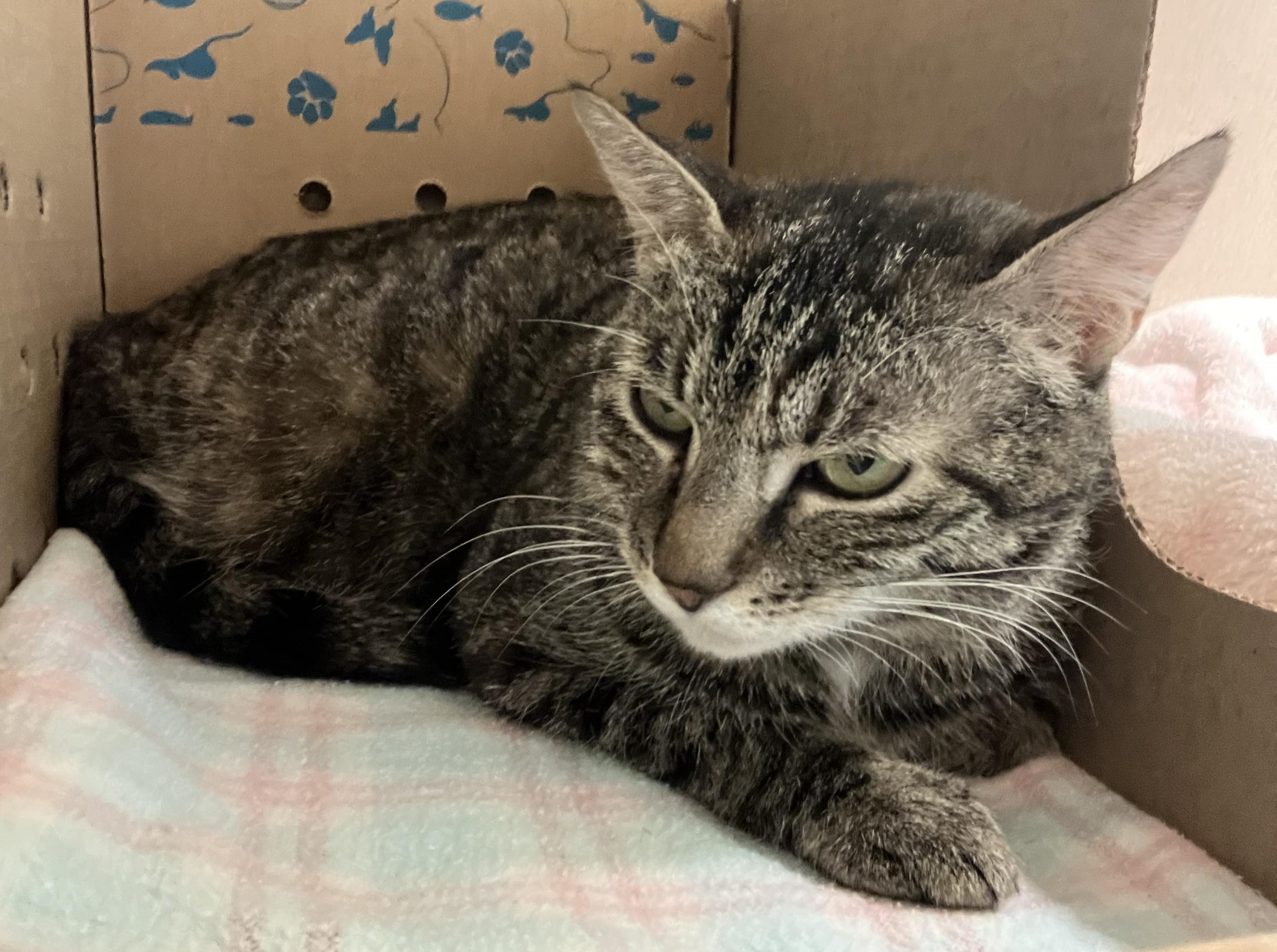 Rhea - FeLV+, a ADOPTABLE Domestic Short Hair in Eatontown, NJ image 3/3