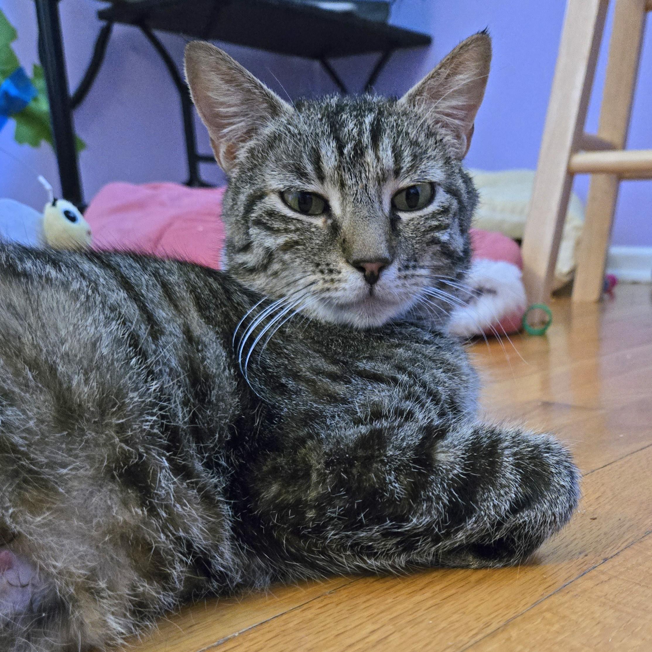 Rhea - FeLV+, ADOPTABLE, Adult Female Domestic Short Hair.
