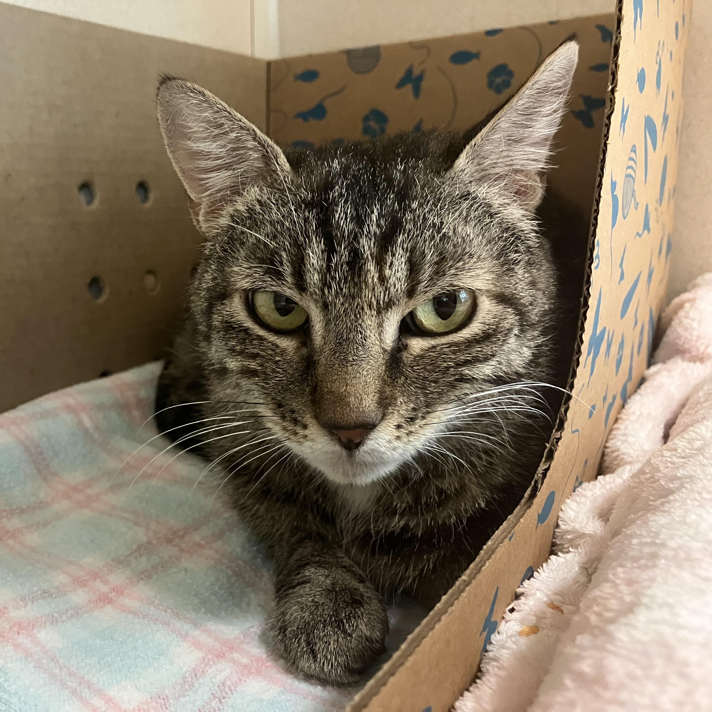 Rhea - FeLV+, a ADOPTABLE Domestic Short Hair in Eatontown, NJ image 2/3